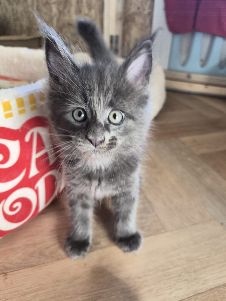 Mâle B - chaton bleu