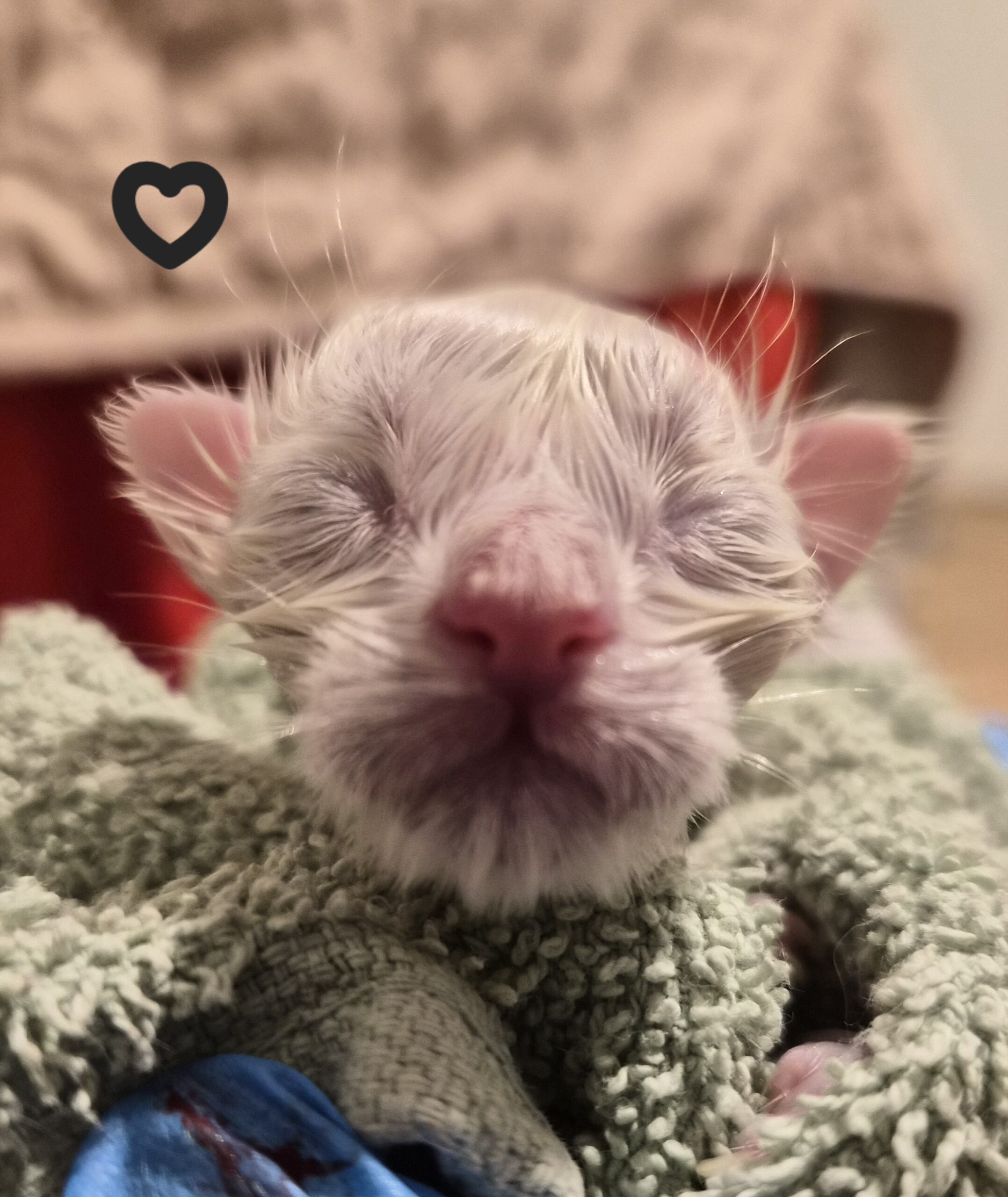 Black – Chaton Blanc