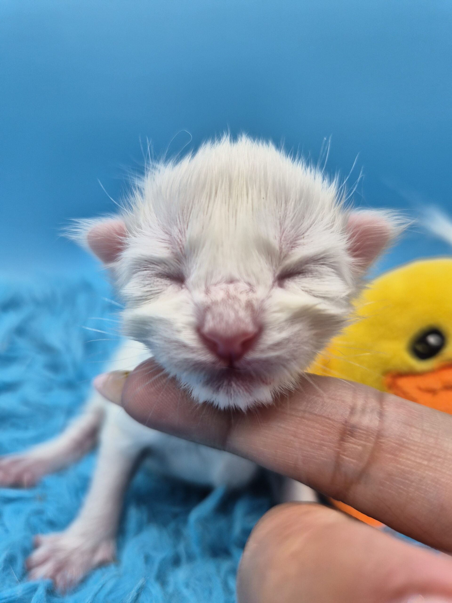 Black – Chaton Blanc