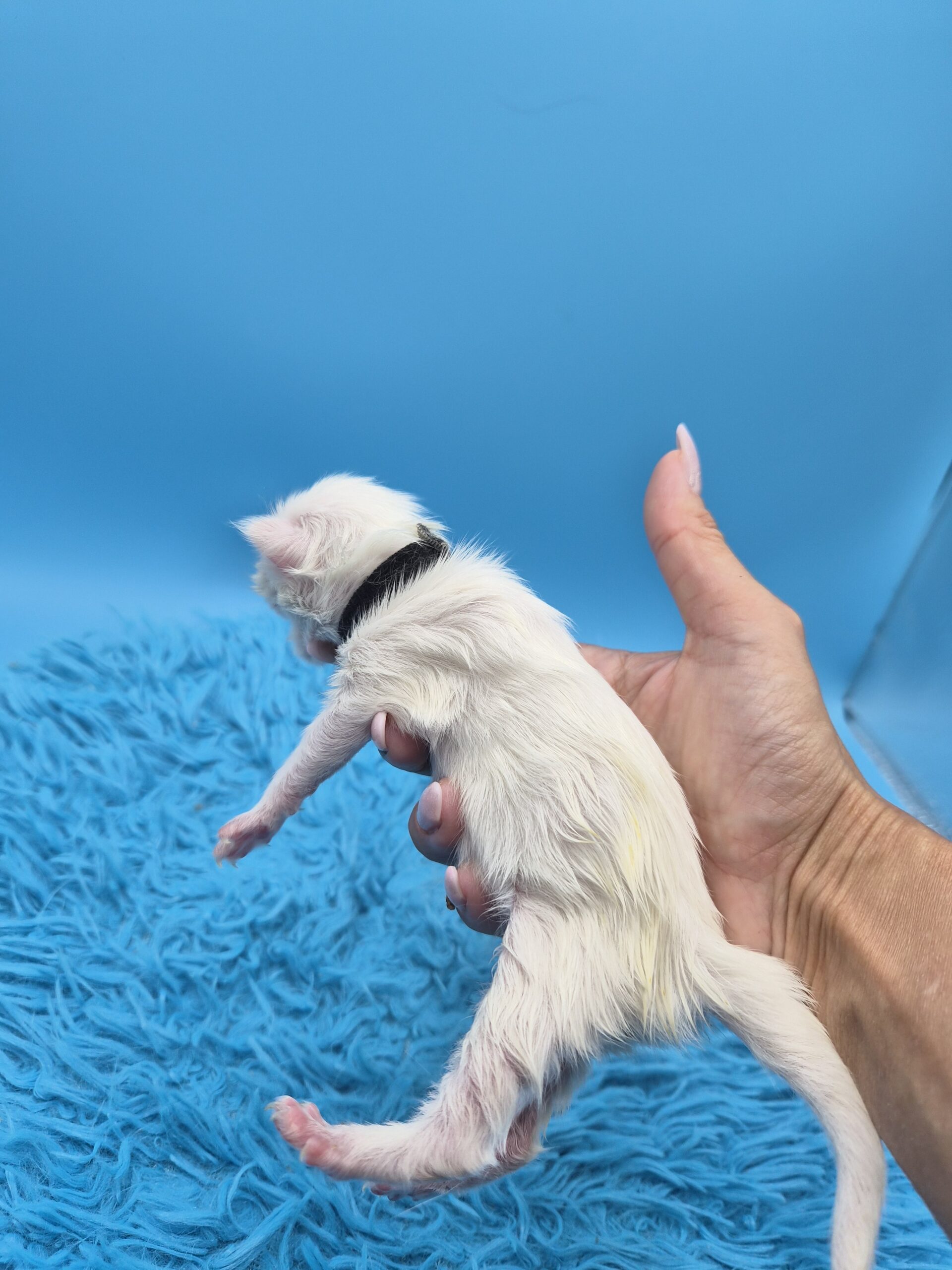 Black – Chaton Blanc
