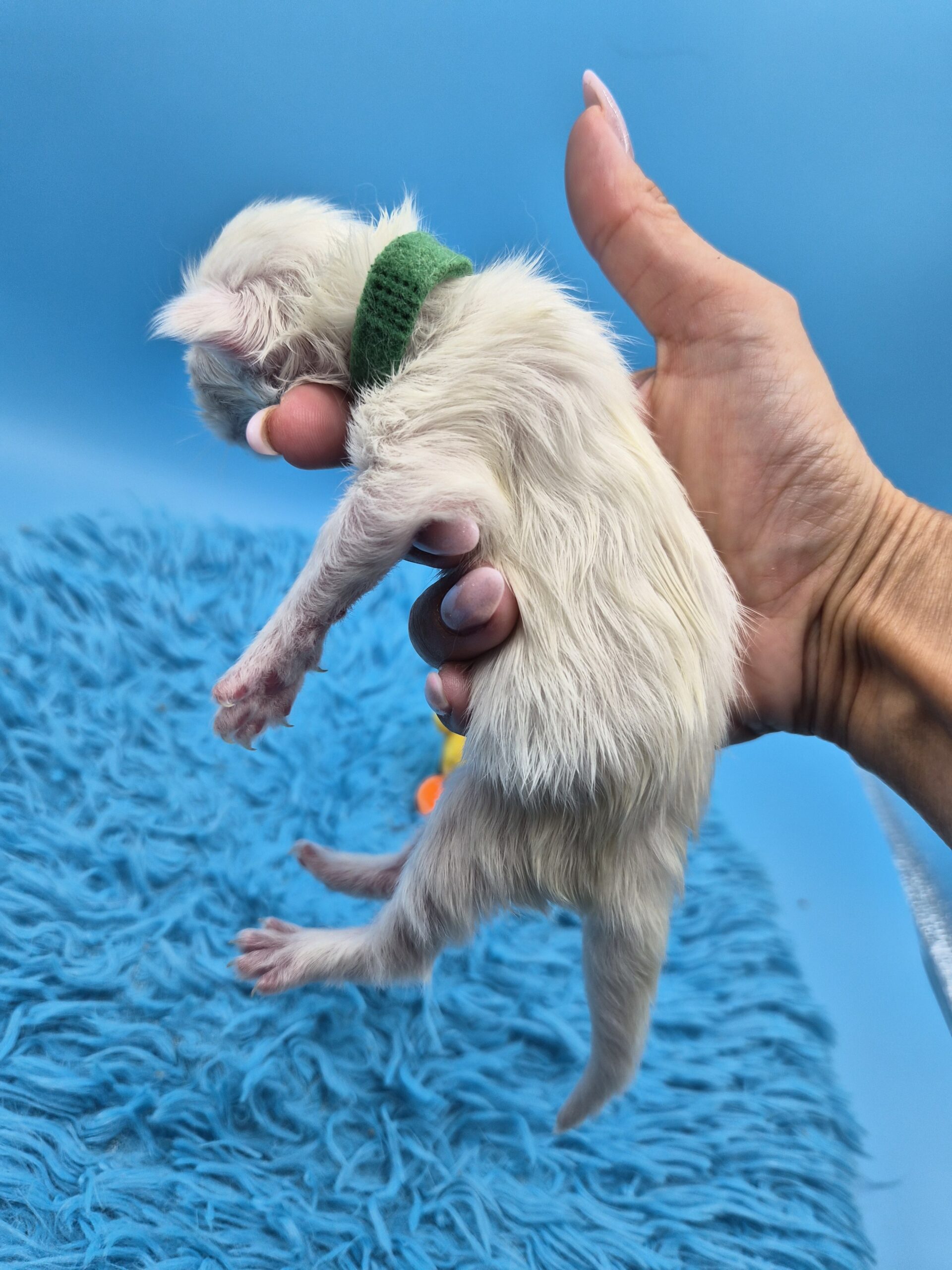 Byaku – Chaton Blanc