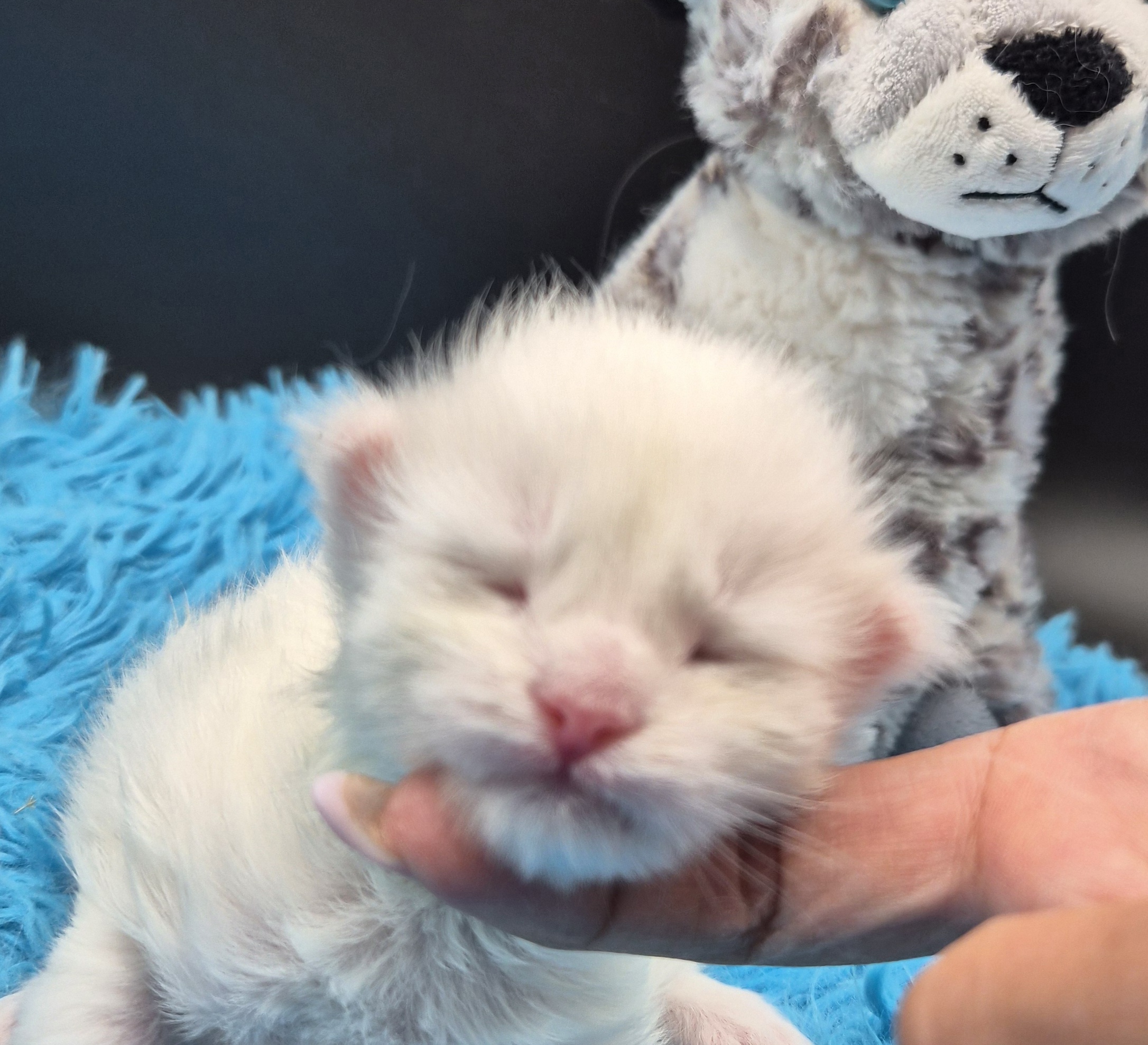 Byaku – Chaton Blanc