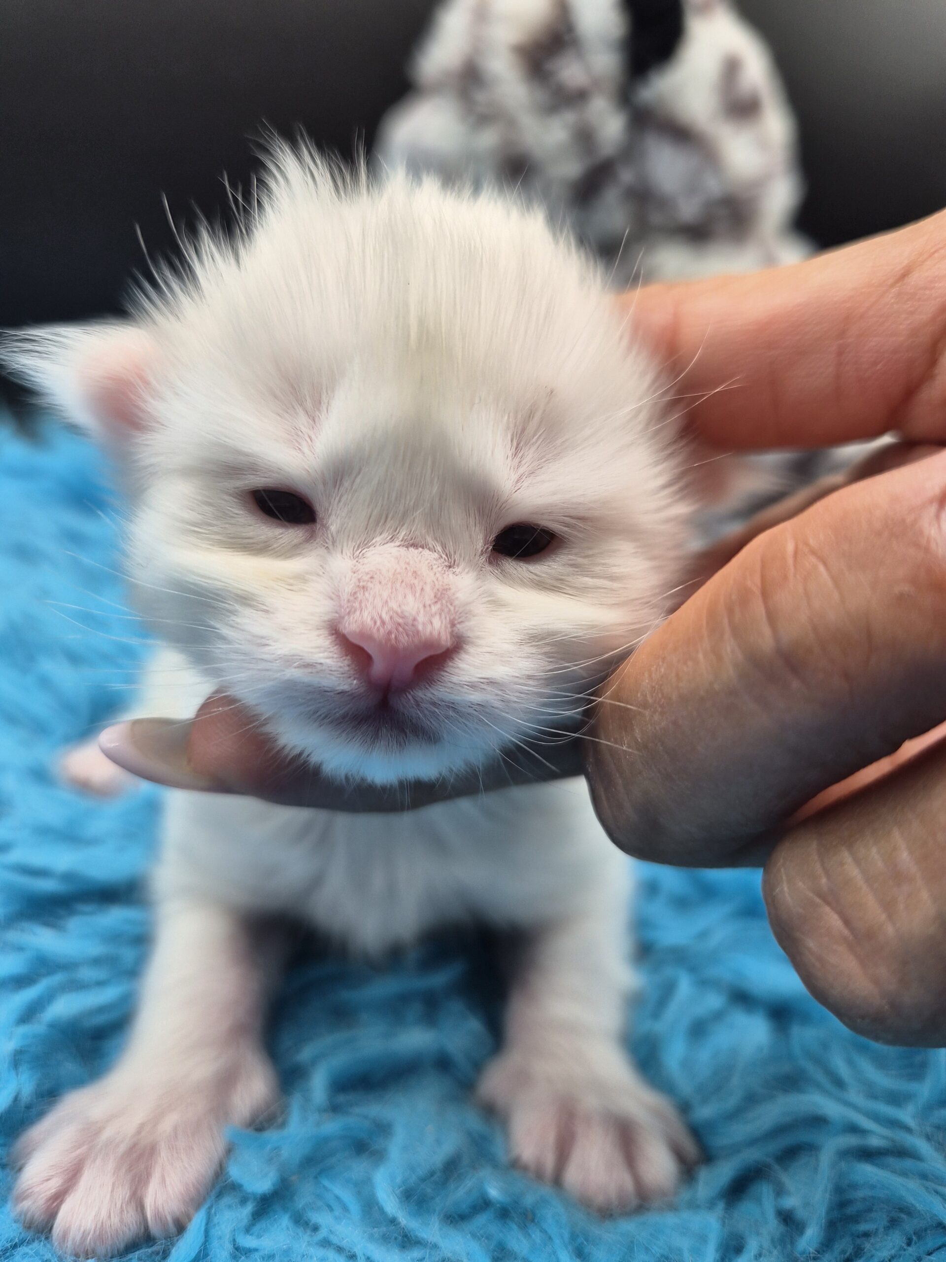 Black – Chaton Blanc