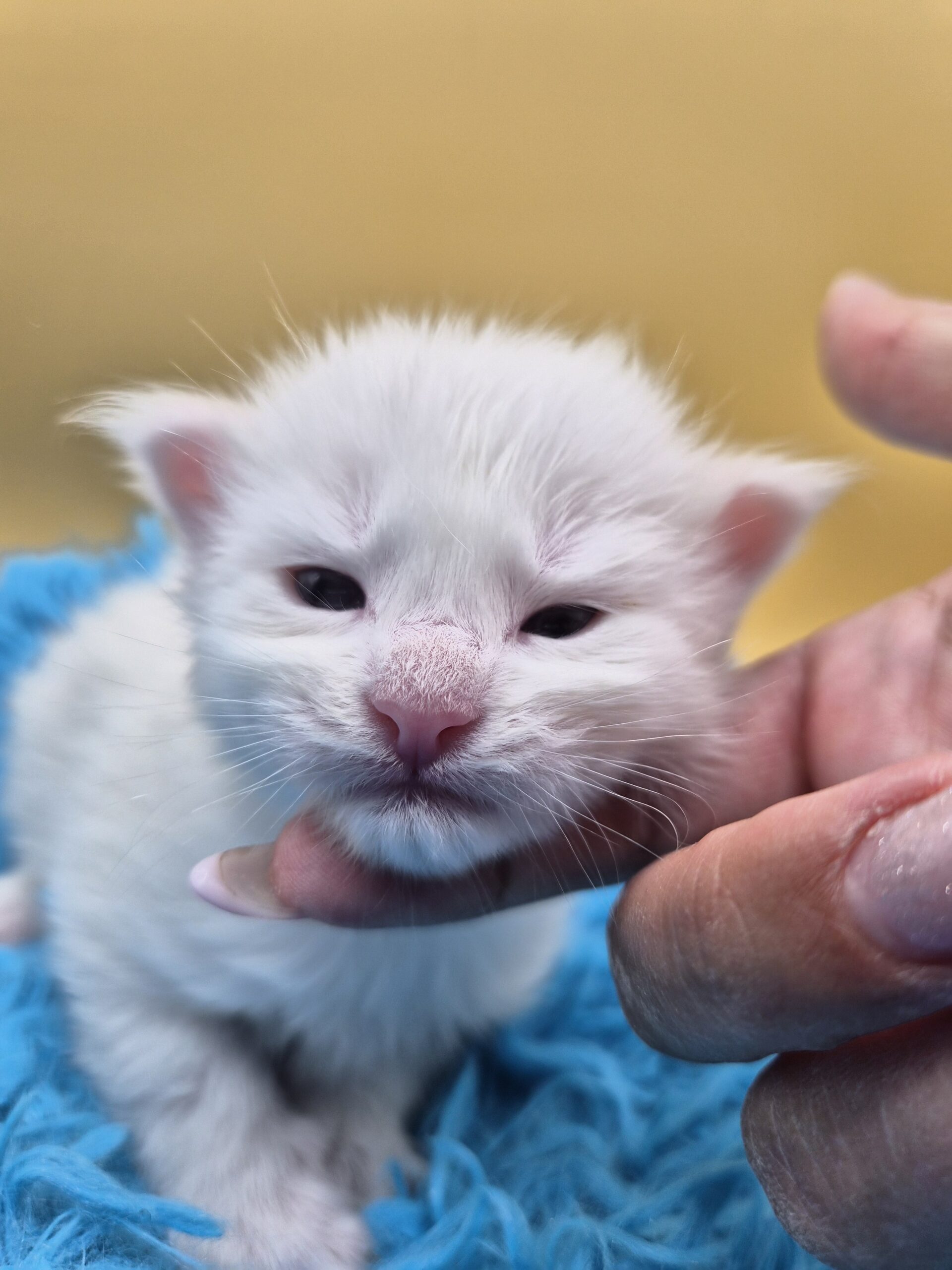 Black – Chaton Blanc