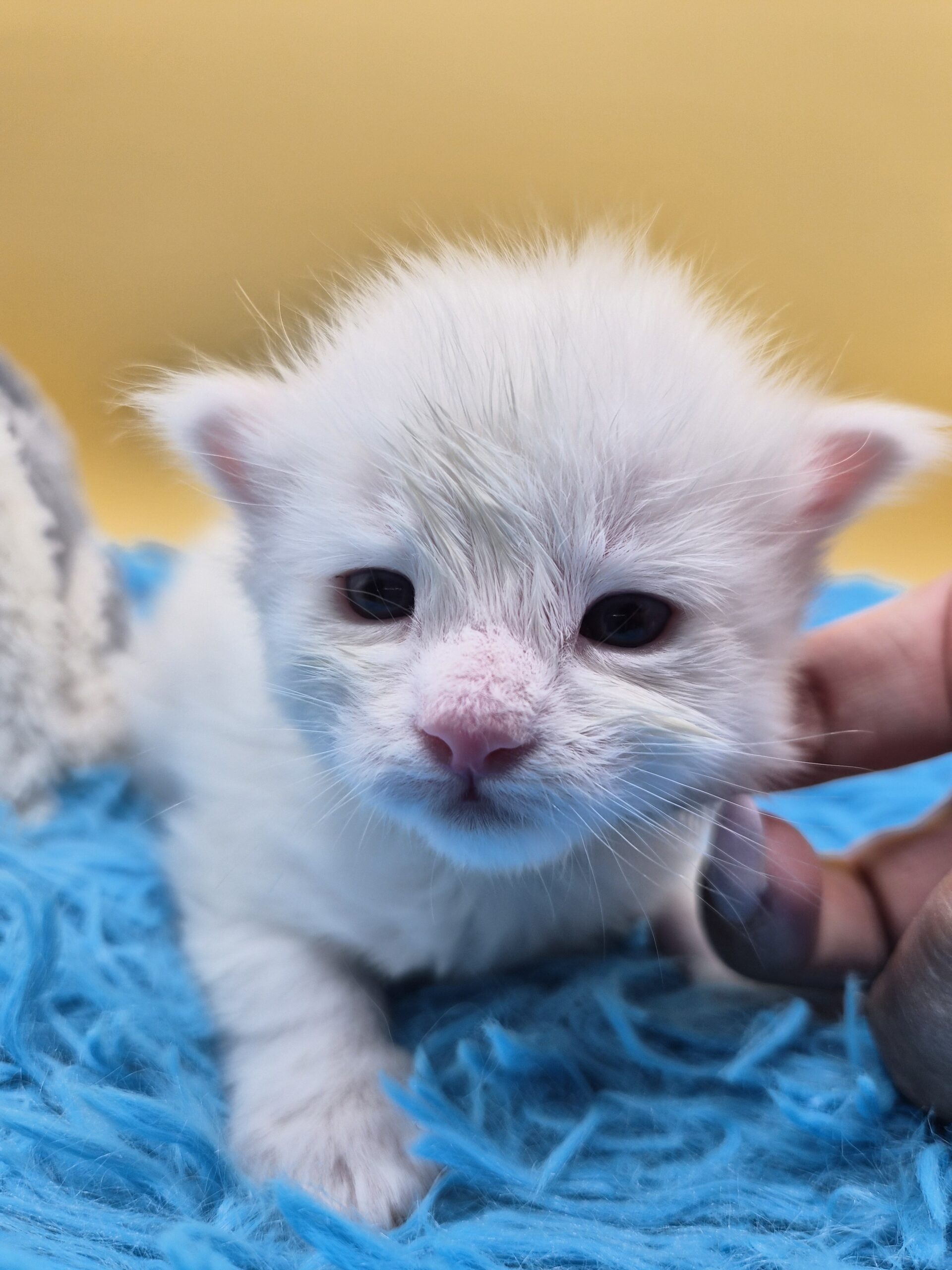 Byaku – Chaton Blanc