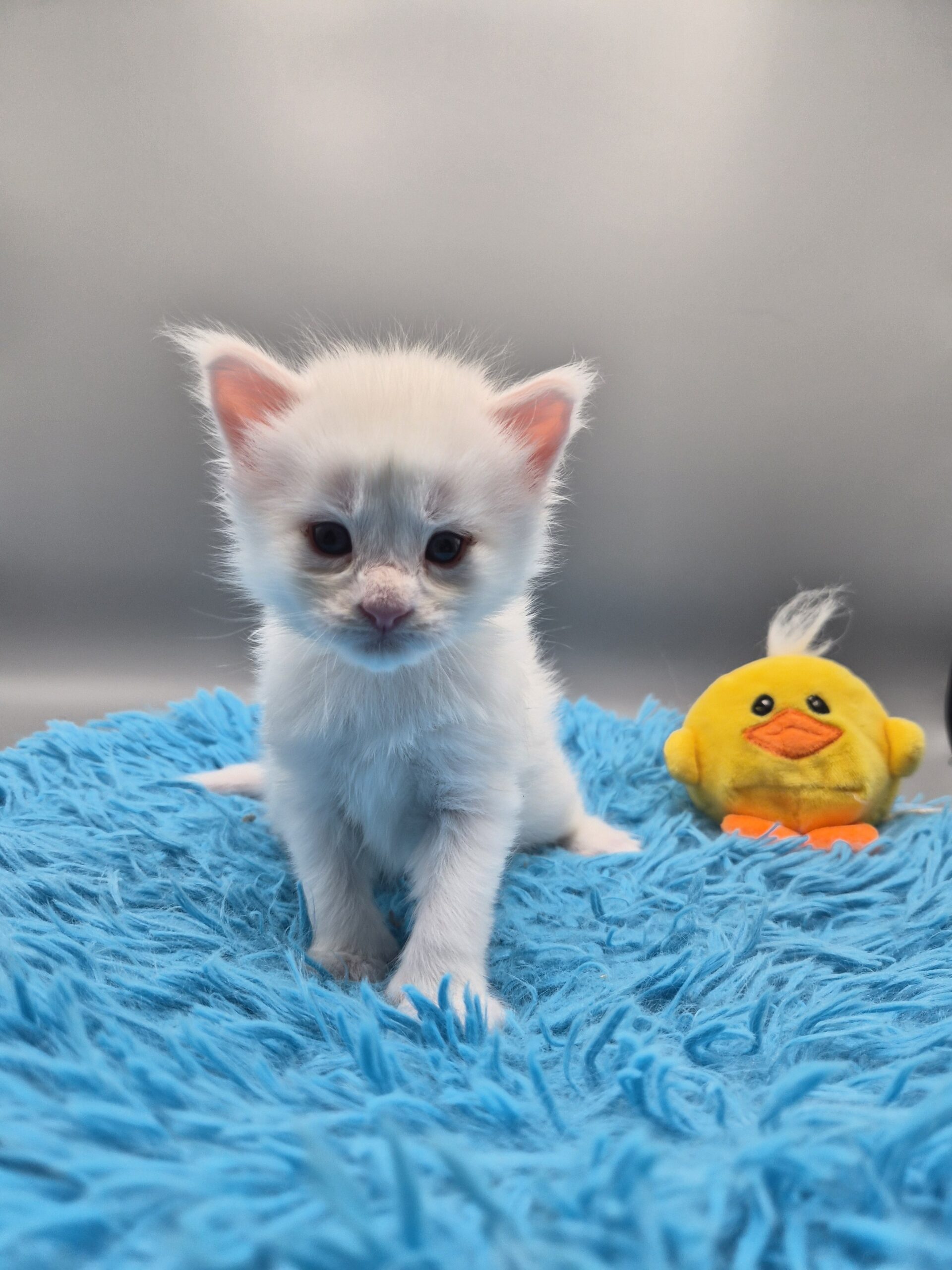 Black – Chaton Blanc