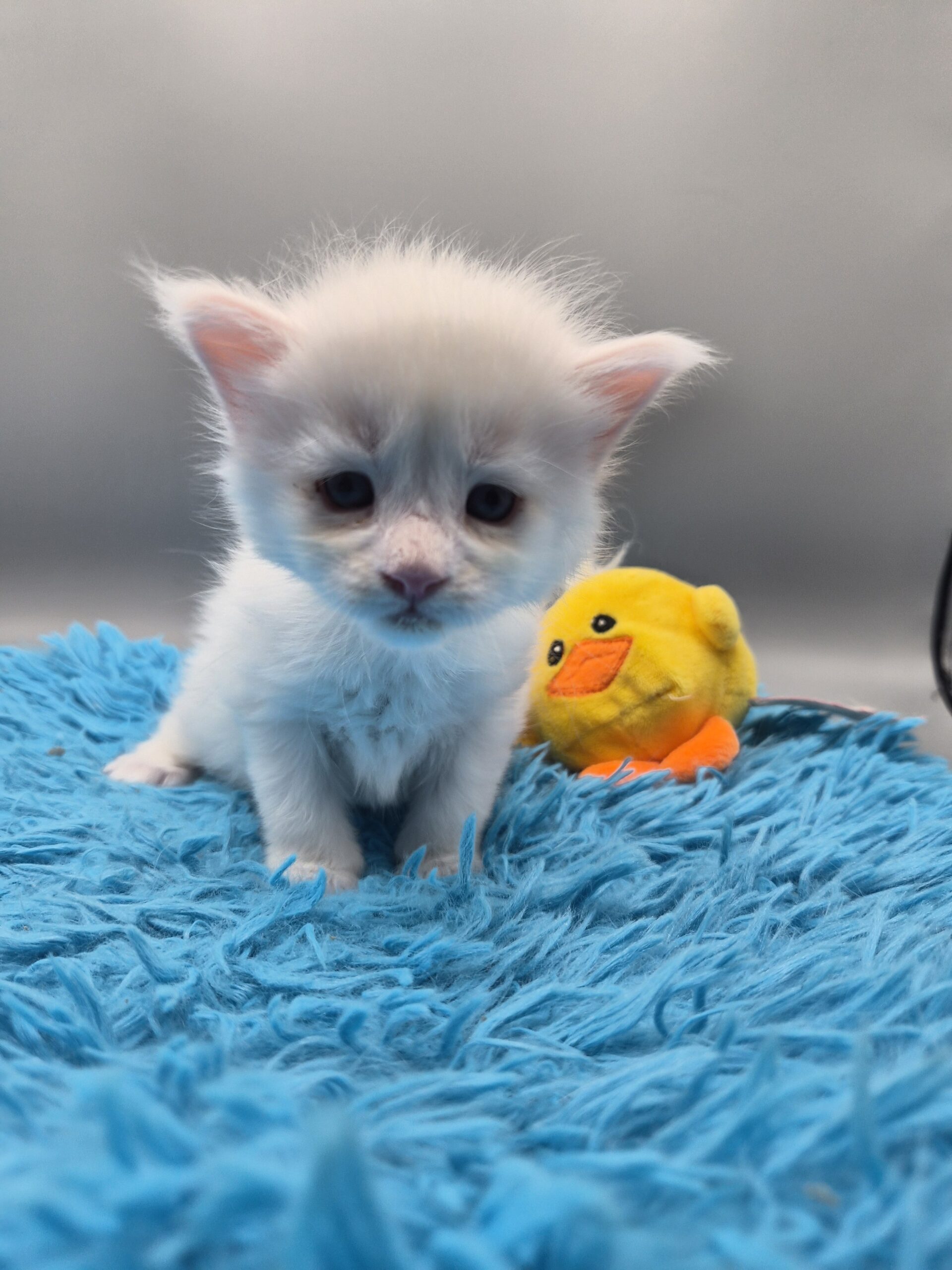Byaku – Chaton Blanc