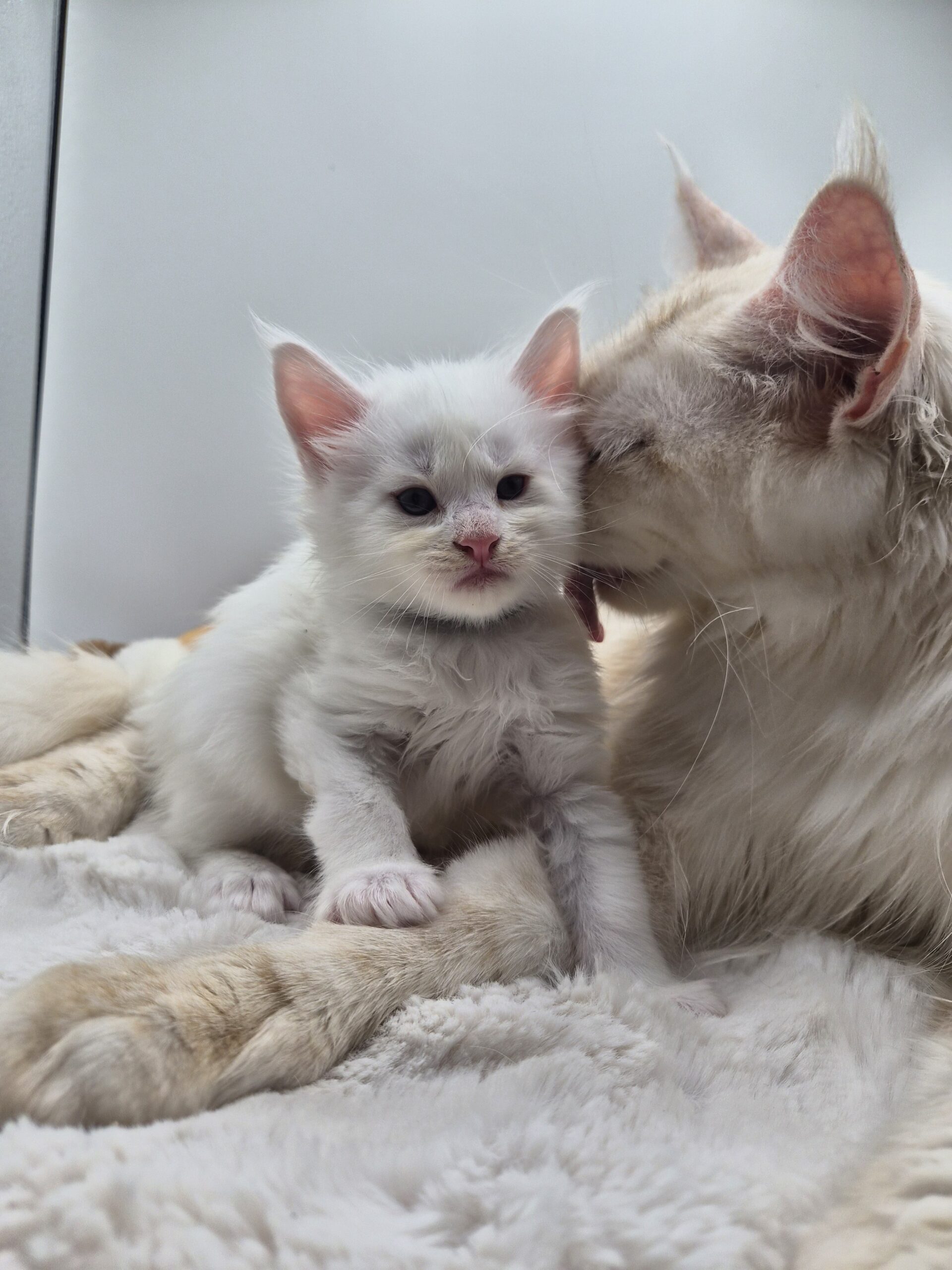 Black – Chaton Blanc