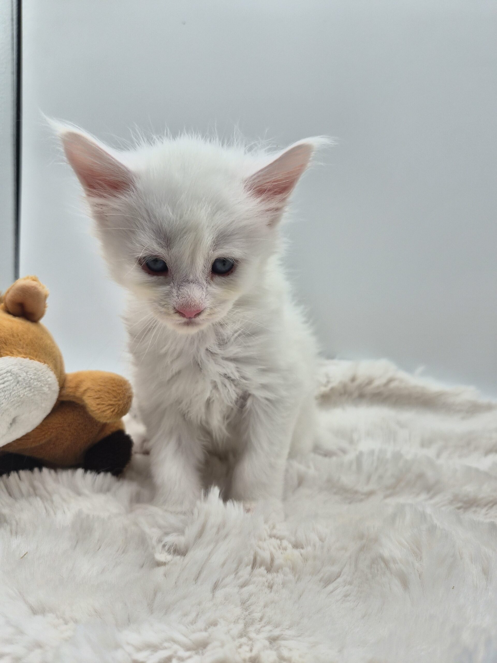 Byaku – Chaton Blanc