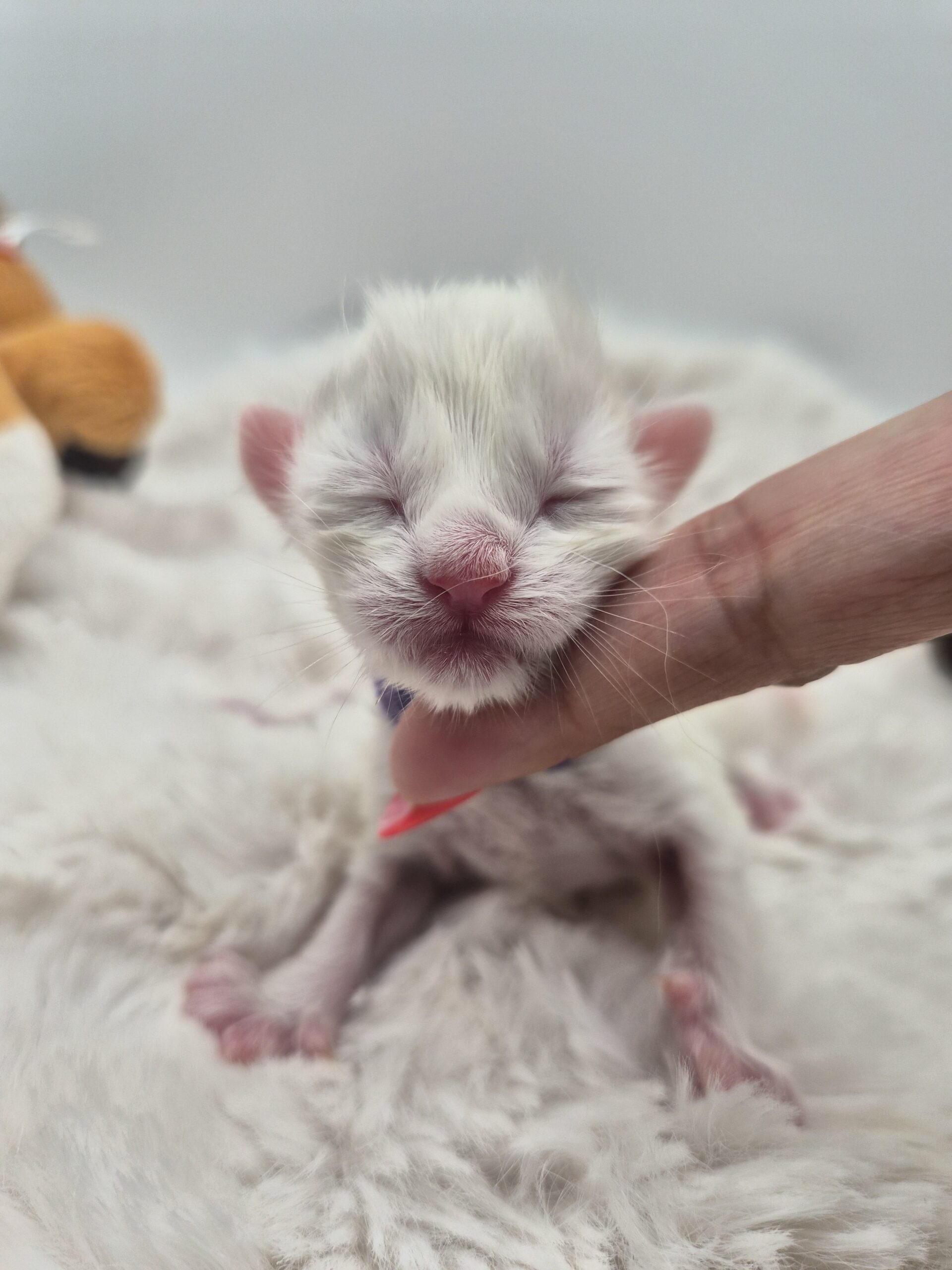 Mâle B – chaton blanc yeux impairs
