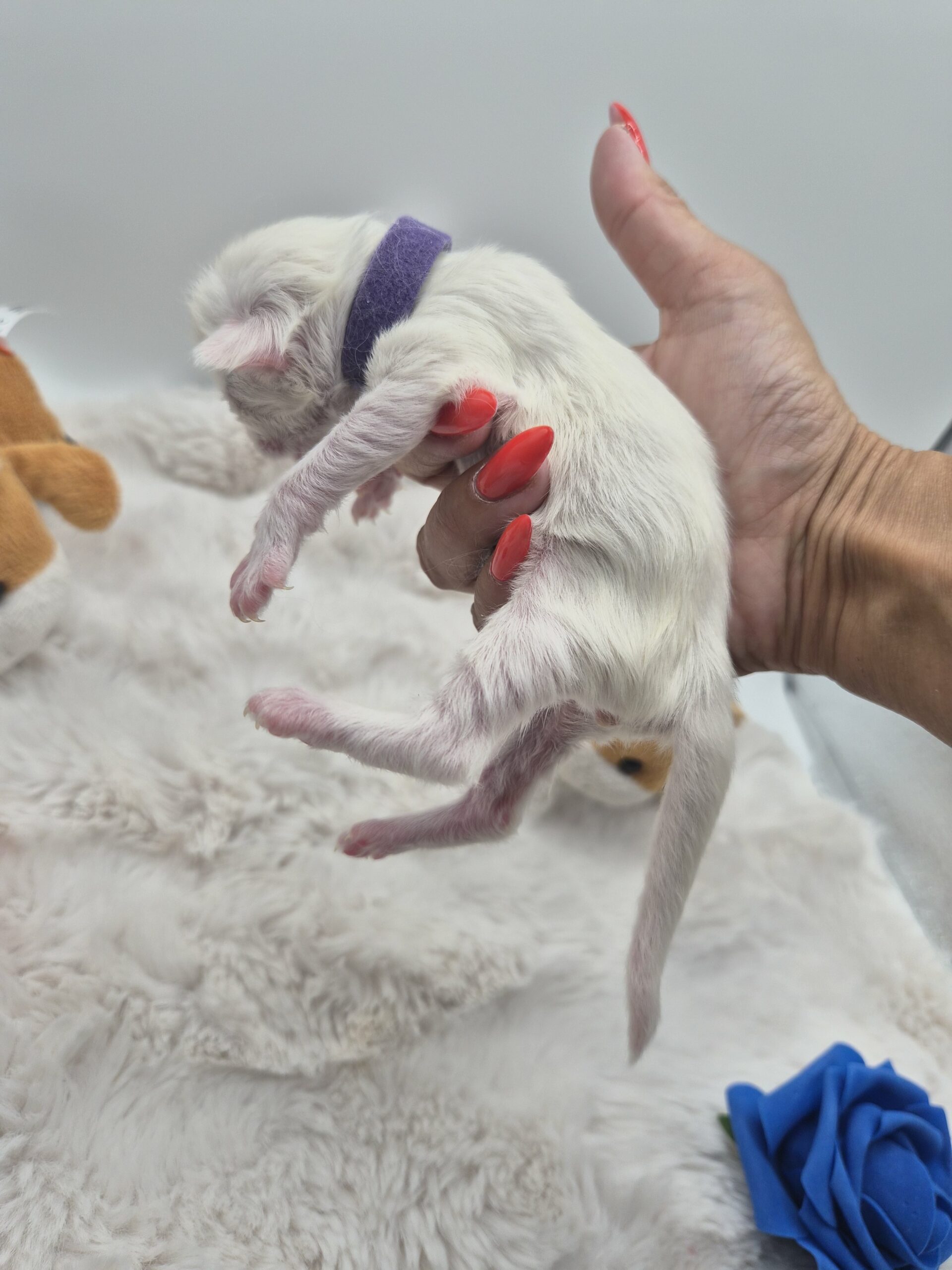 Mâle B – chaton blanc yeux impairs