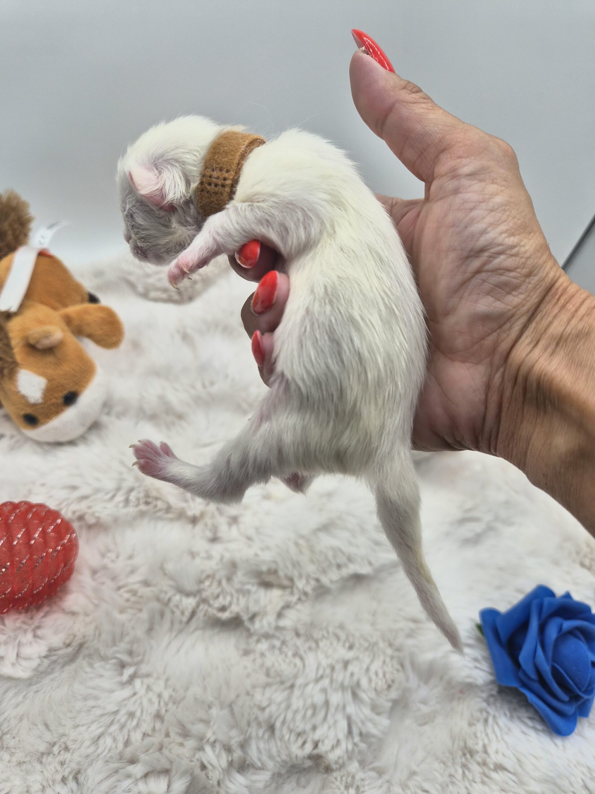 Femelle B – Chatonne Blanche yeux impairs