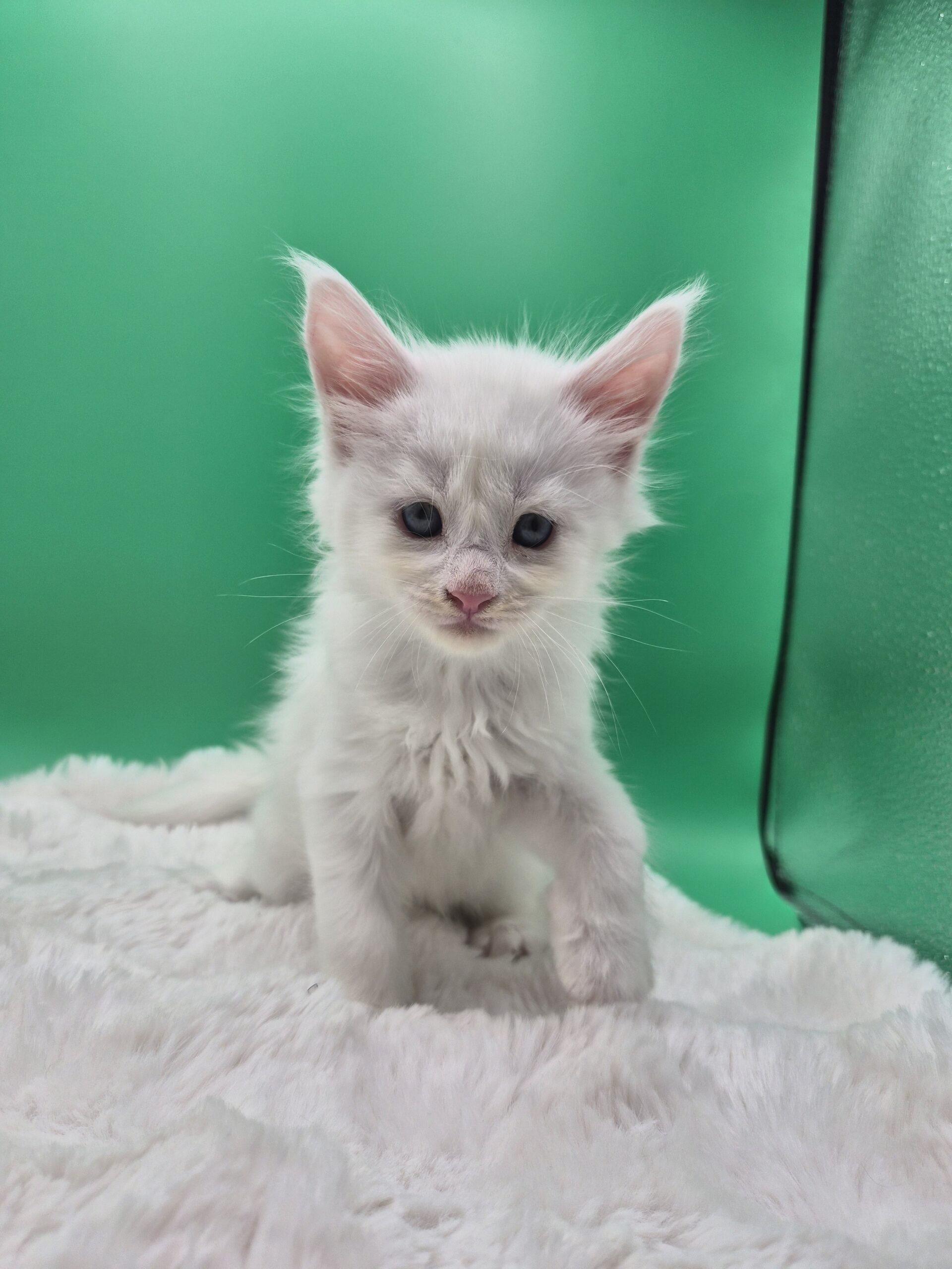 Byaku – Chaton Blanc