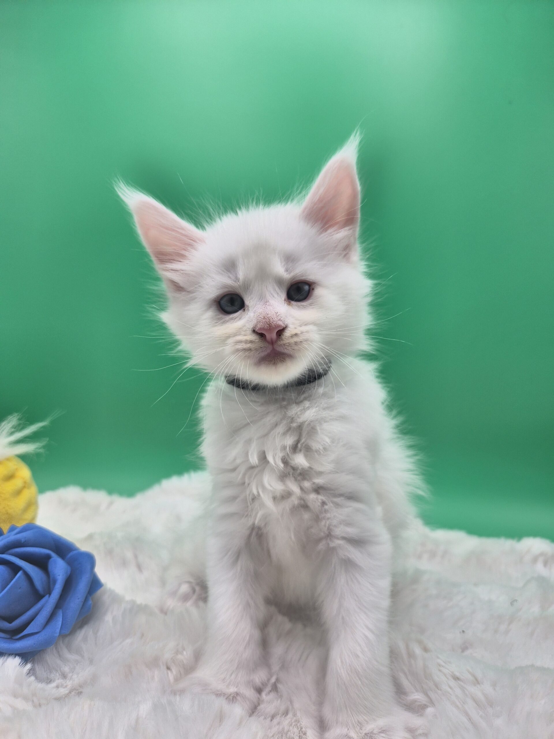 Black – Chaton Blanc