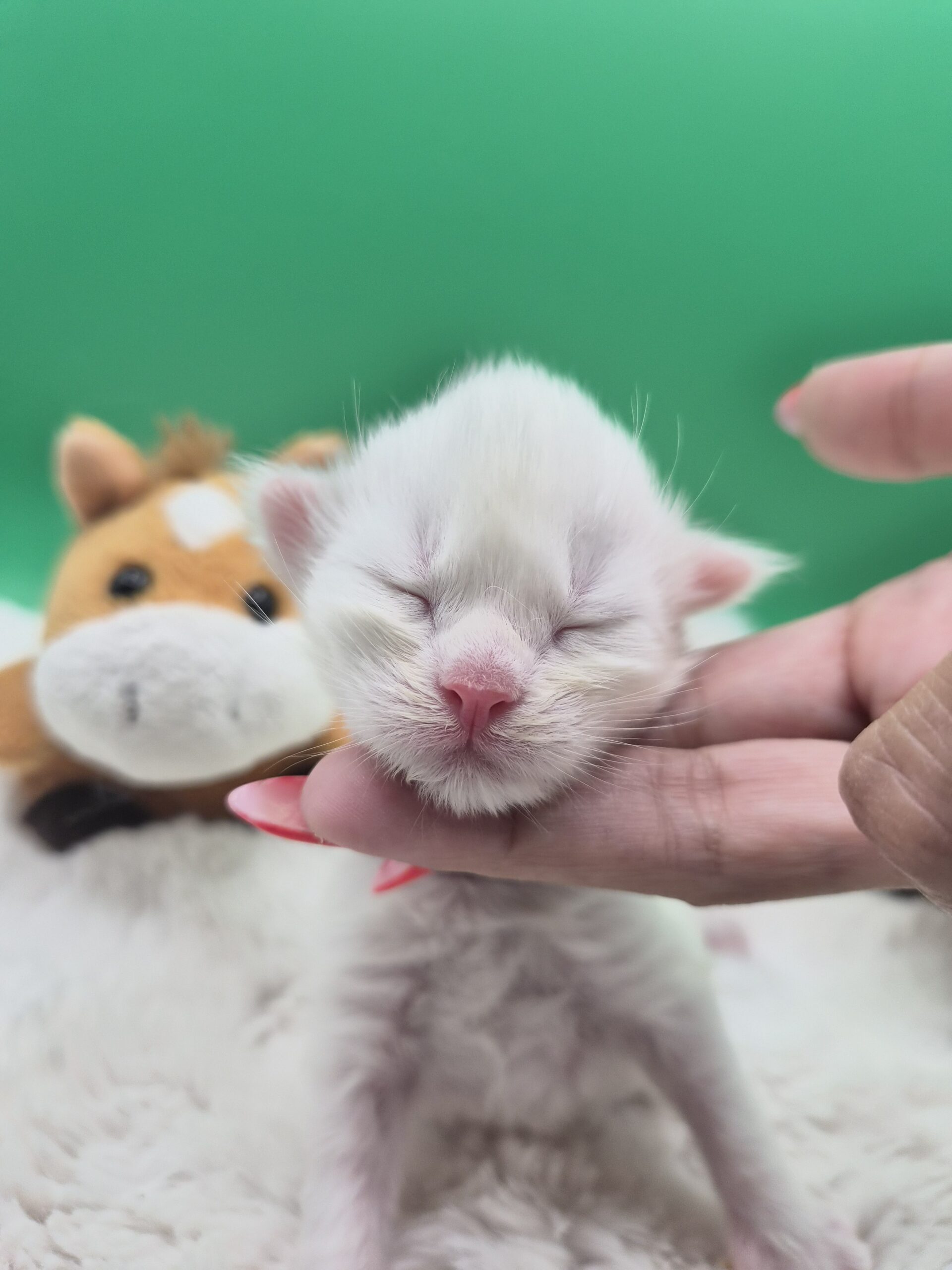 Mâle B – chaton blanc yeux impairs