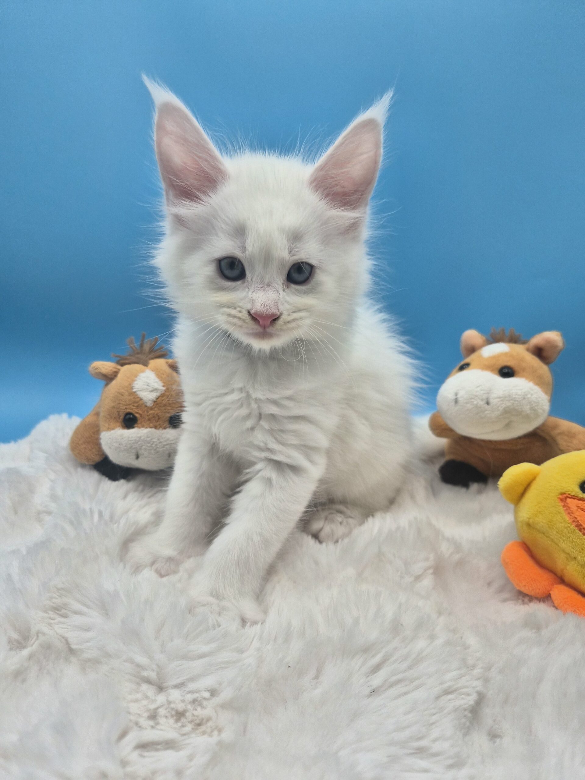 Black – Chaton Blanc