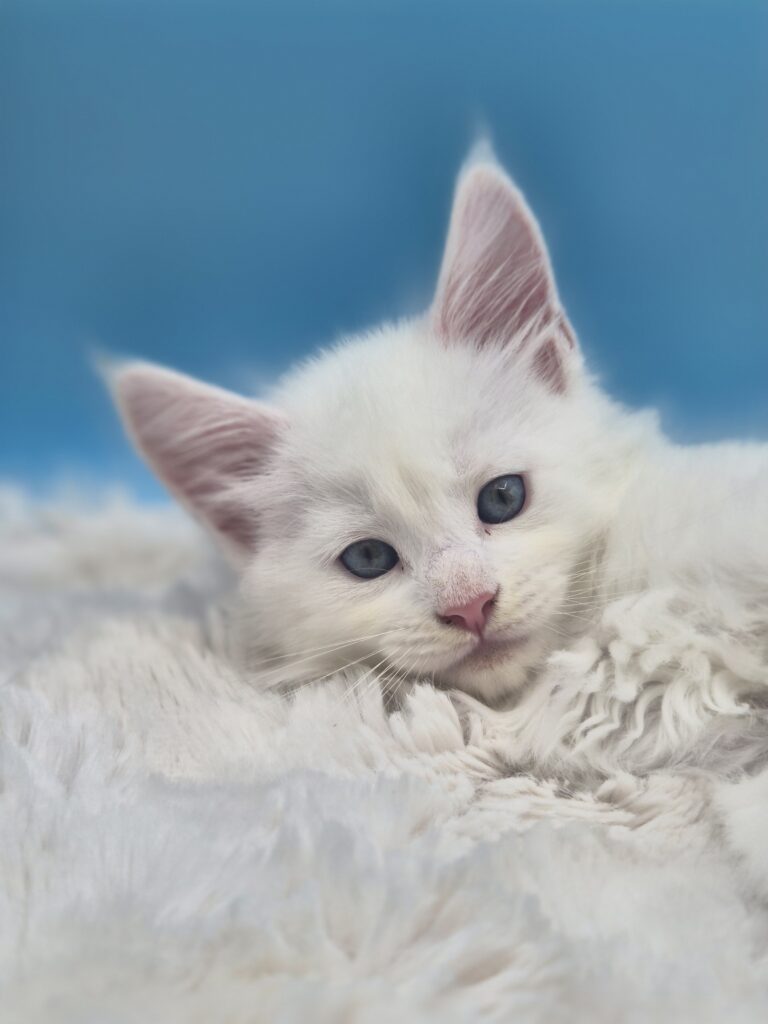 Byaku - Chaton Blanc
