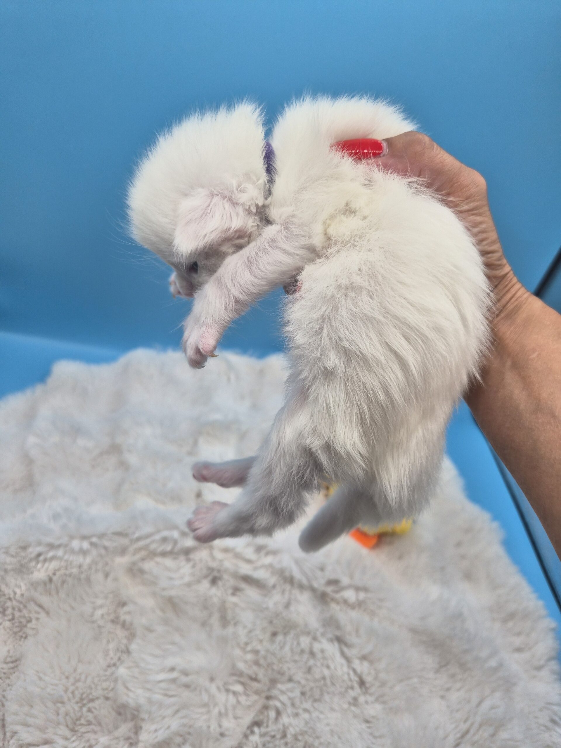 Mâle B – chaton blanc yeux impairs