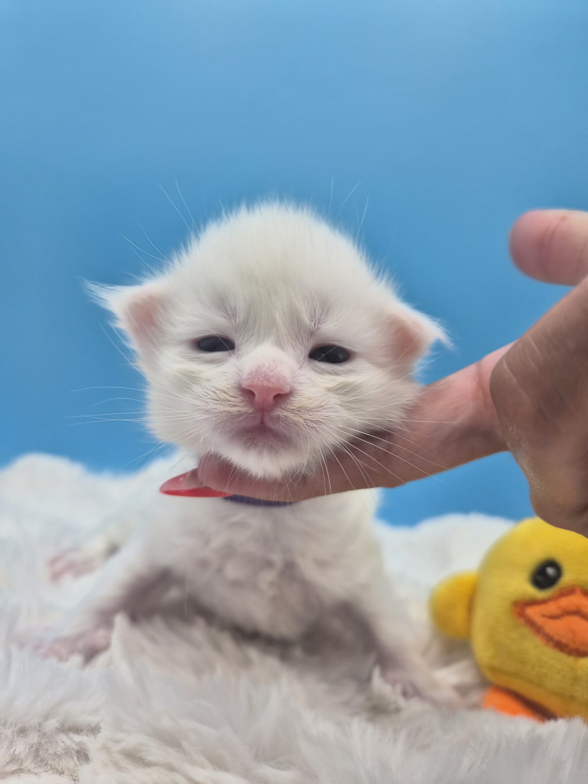 Mâle B – chaton blanc yeux impairs