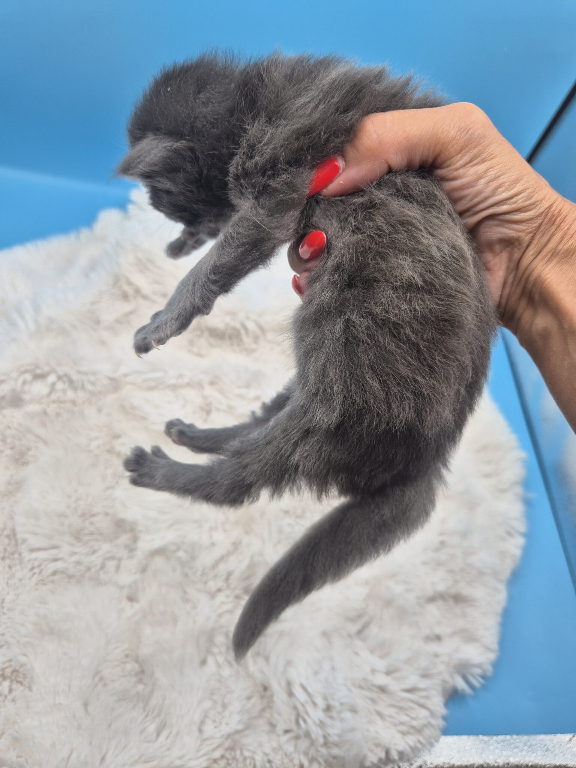 Mâle B – chaton bleu