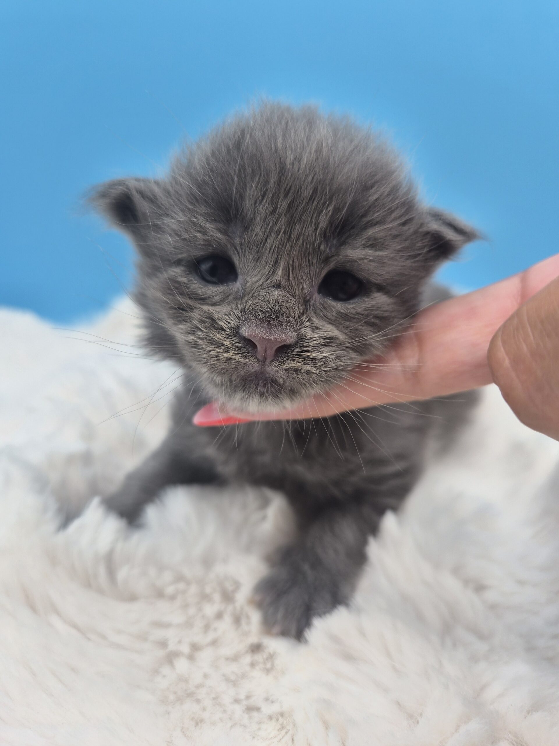 Mâle B – chaton bleu