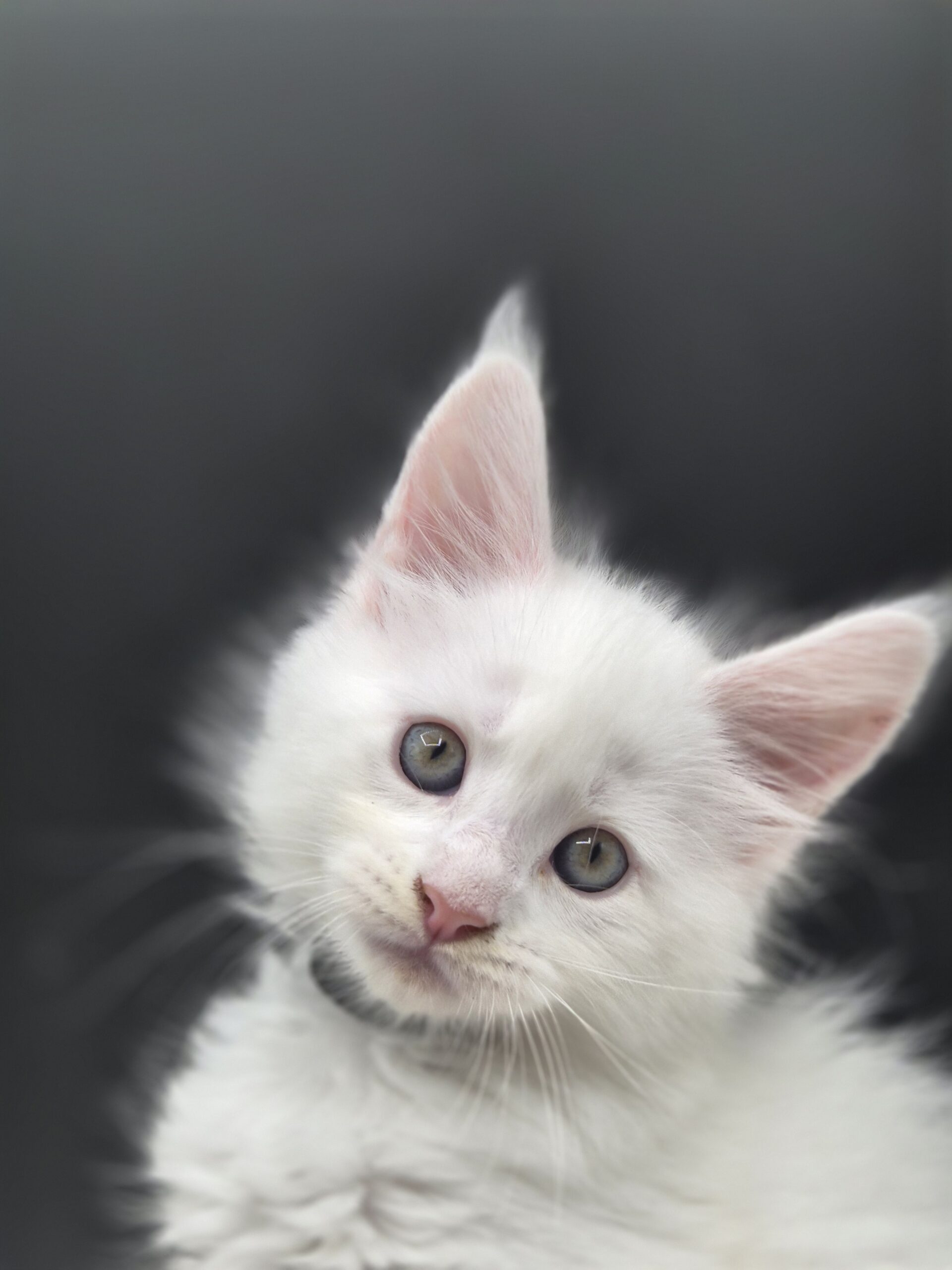 Black – Chaton Blanc