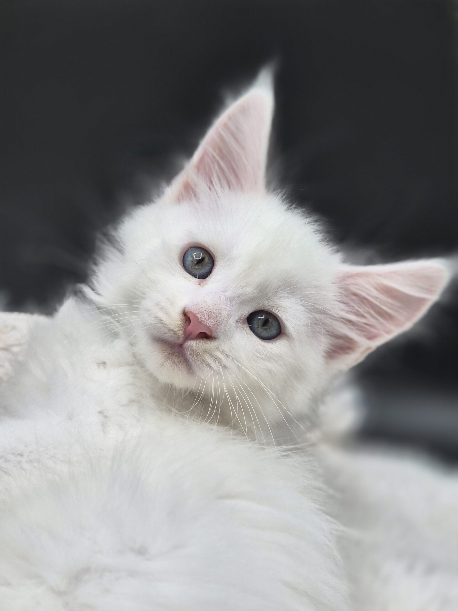 Byaku – Chaton Blanc