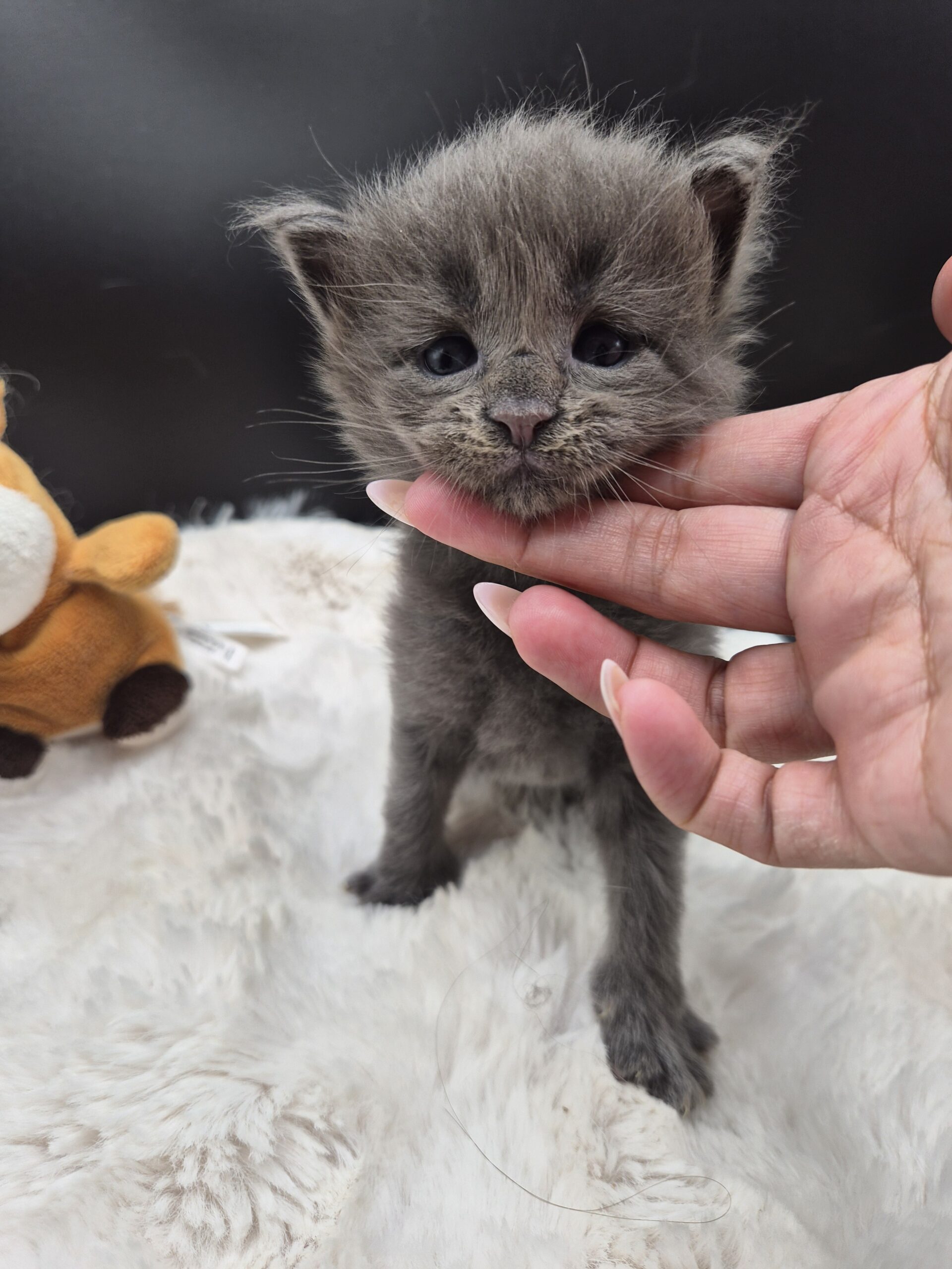 Mâle B – chaton bleu