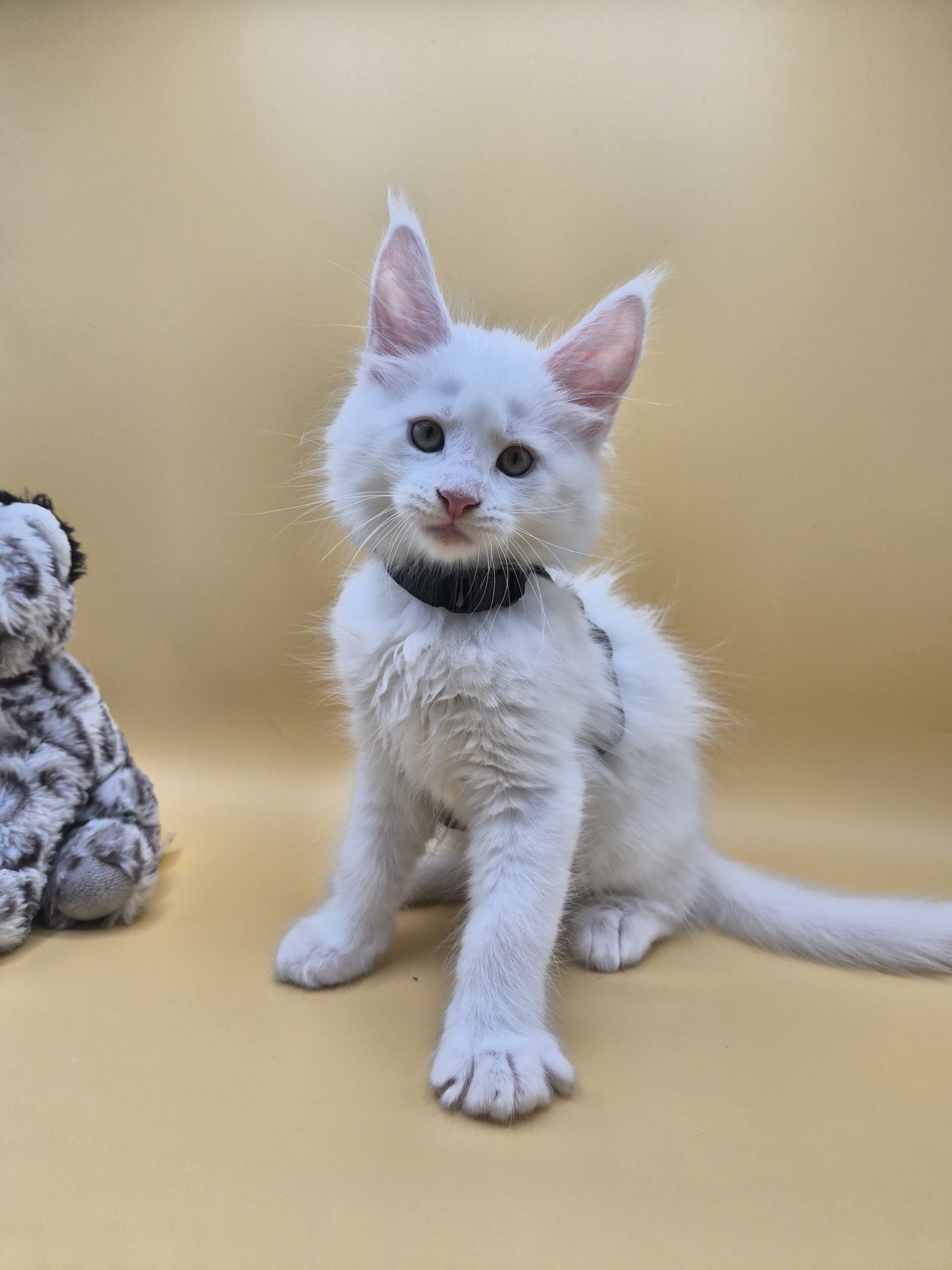 Black – Chaton Blanc