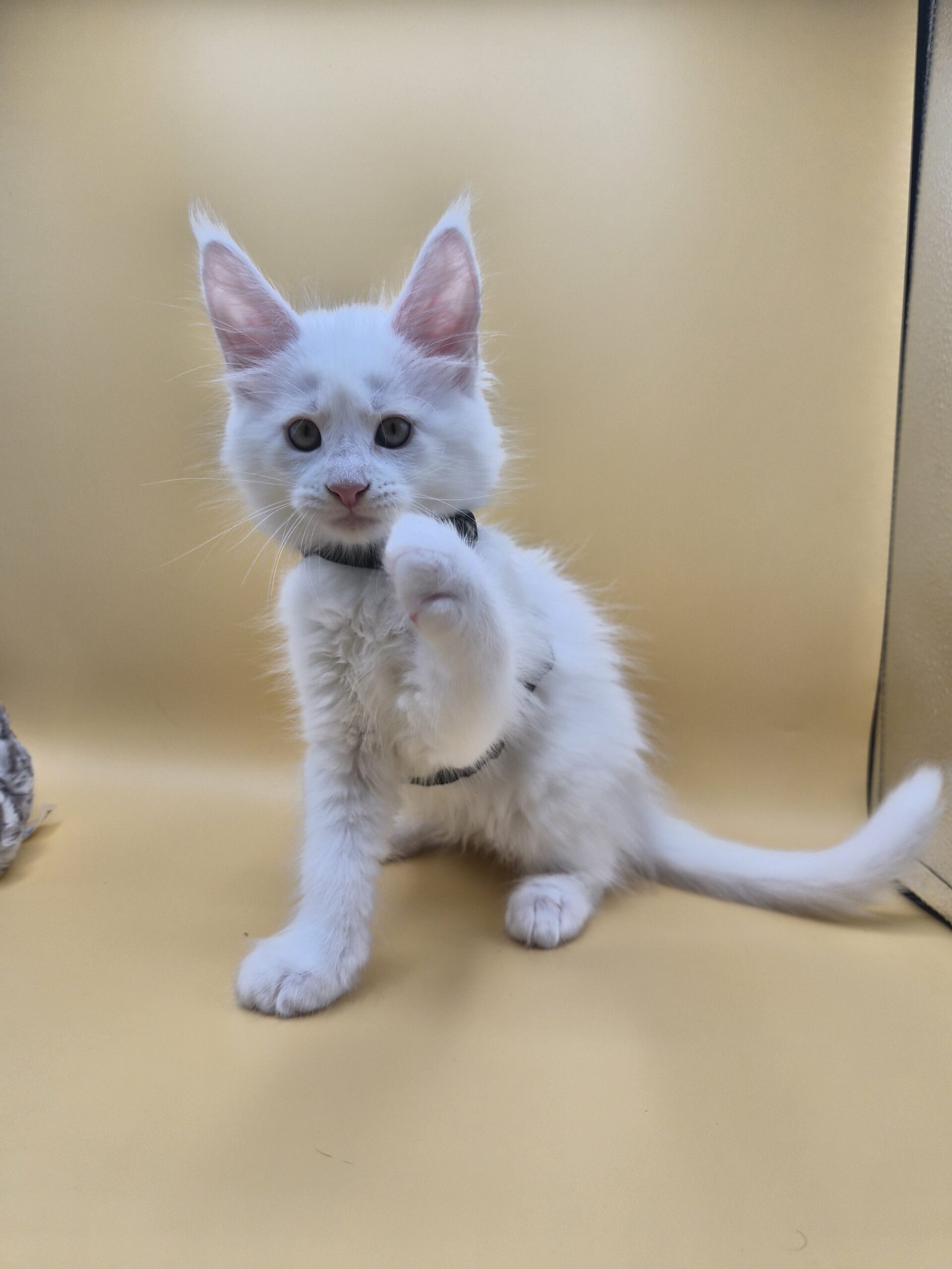 Black – Chaton Blanc