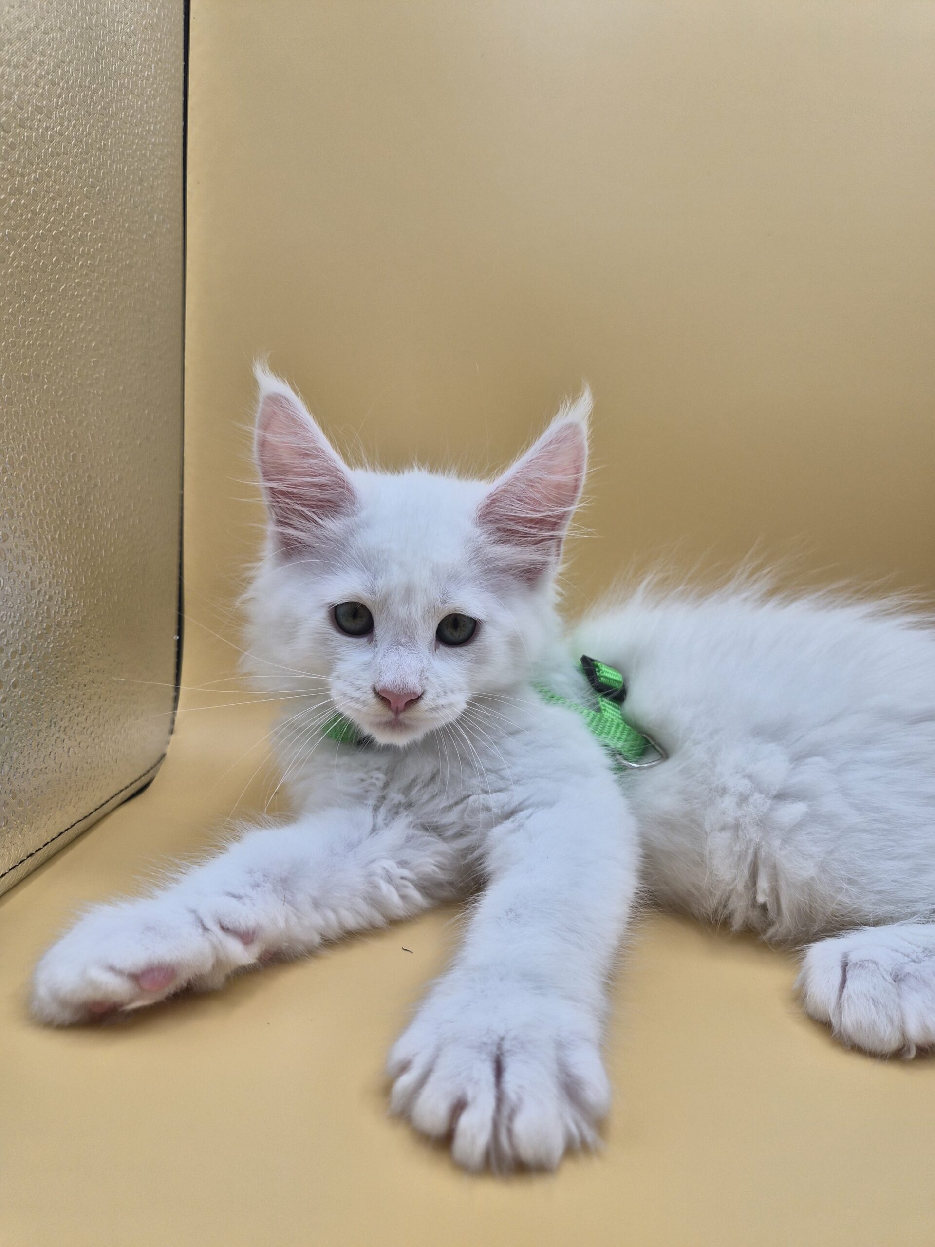 Byaku – Chaton Blanc