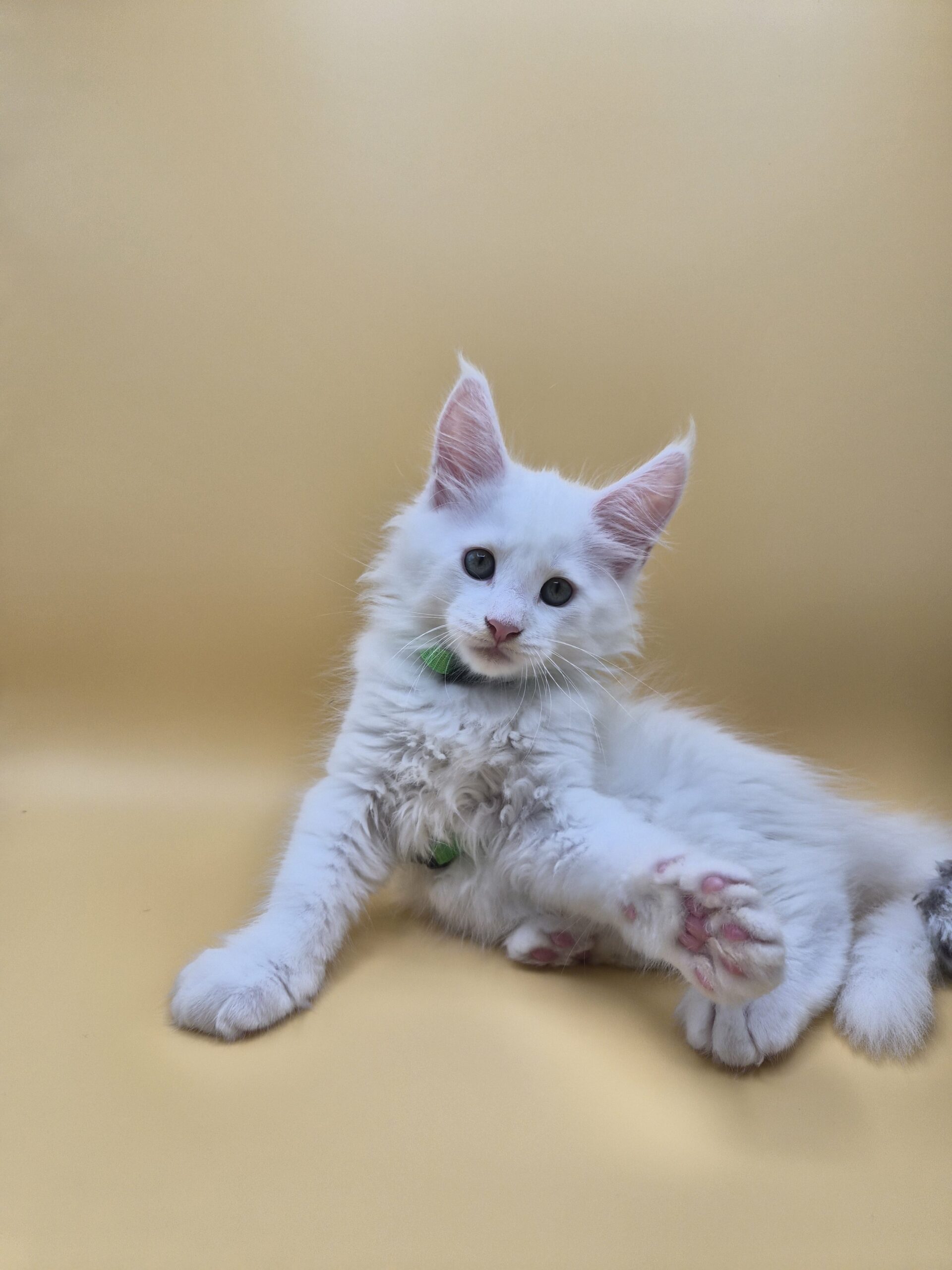 Byaku – Chaton Blanc
