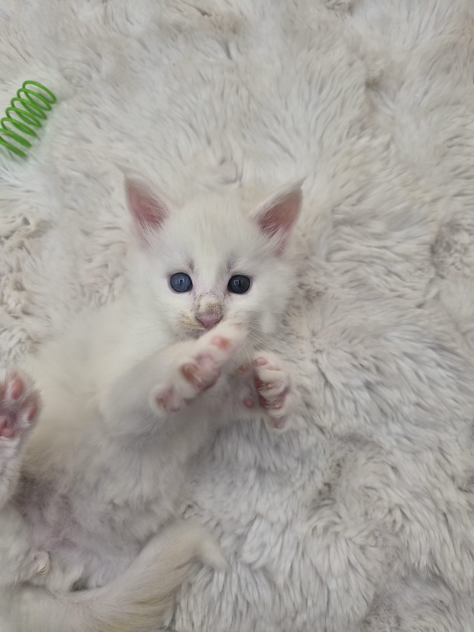 Mâle B – chaton blanc yeux impairs
