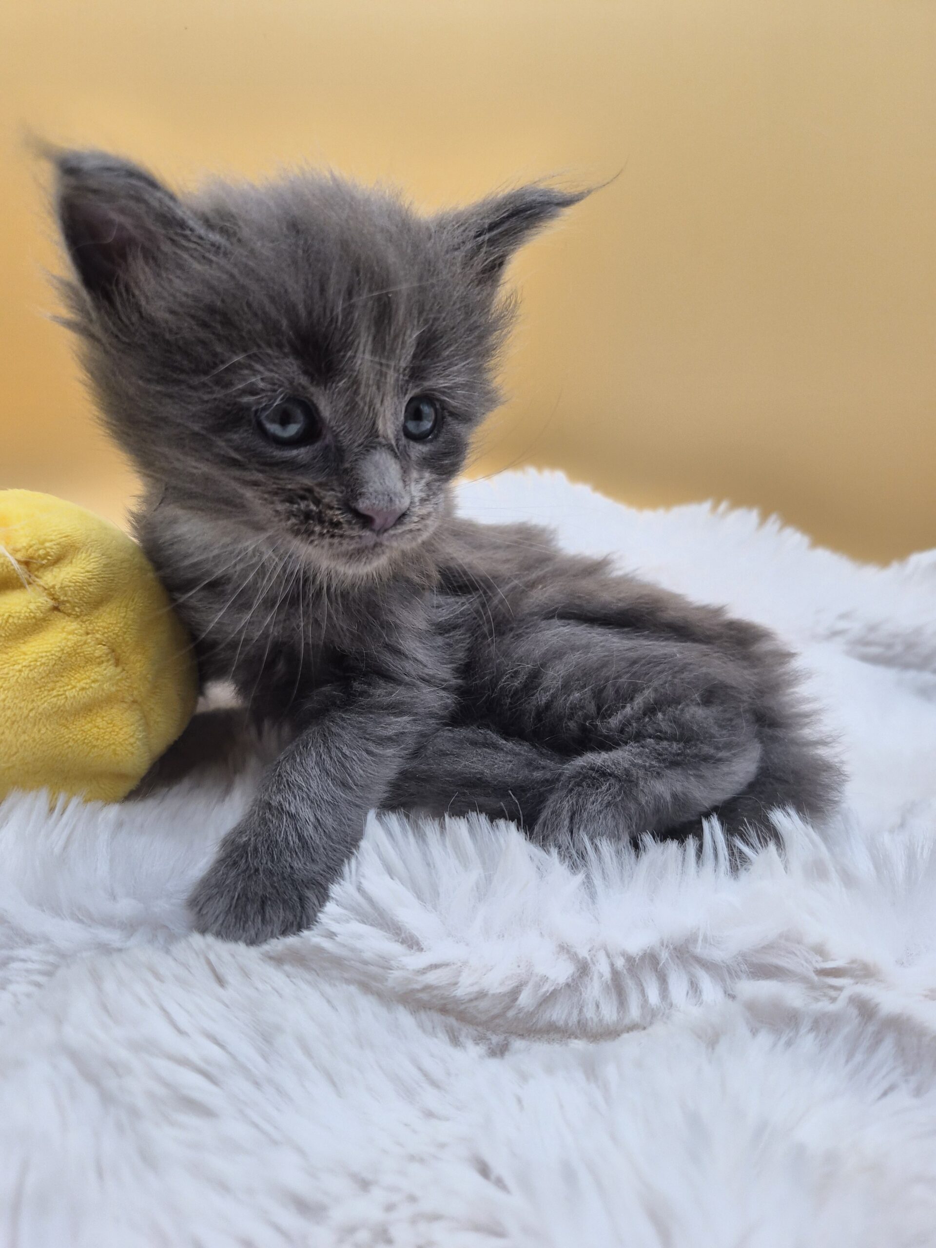 Mâle B – chaton bleu