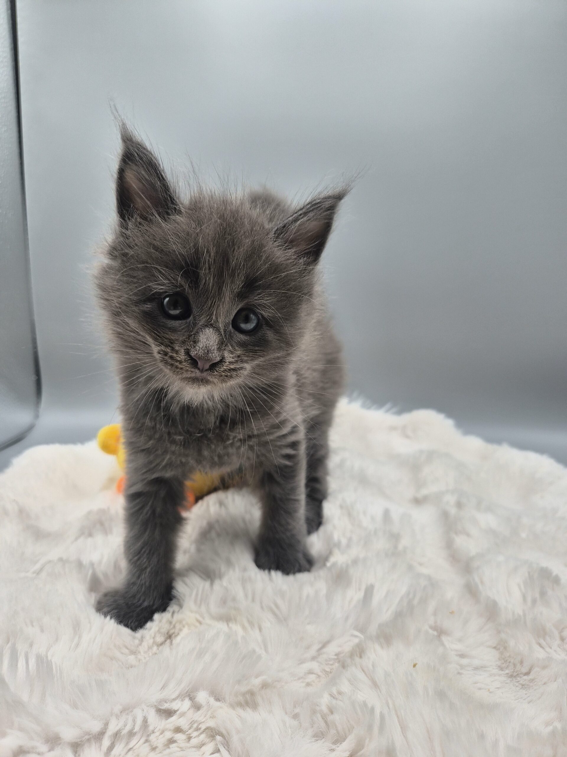 Mâle B – chaton bleu