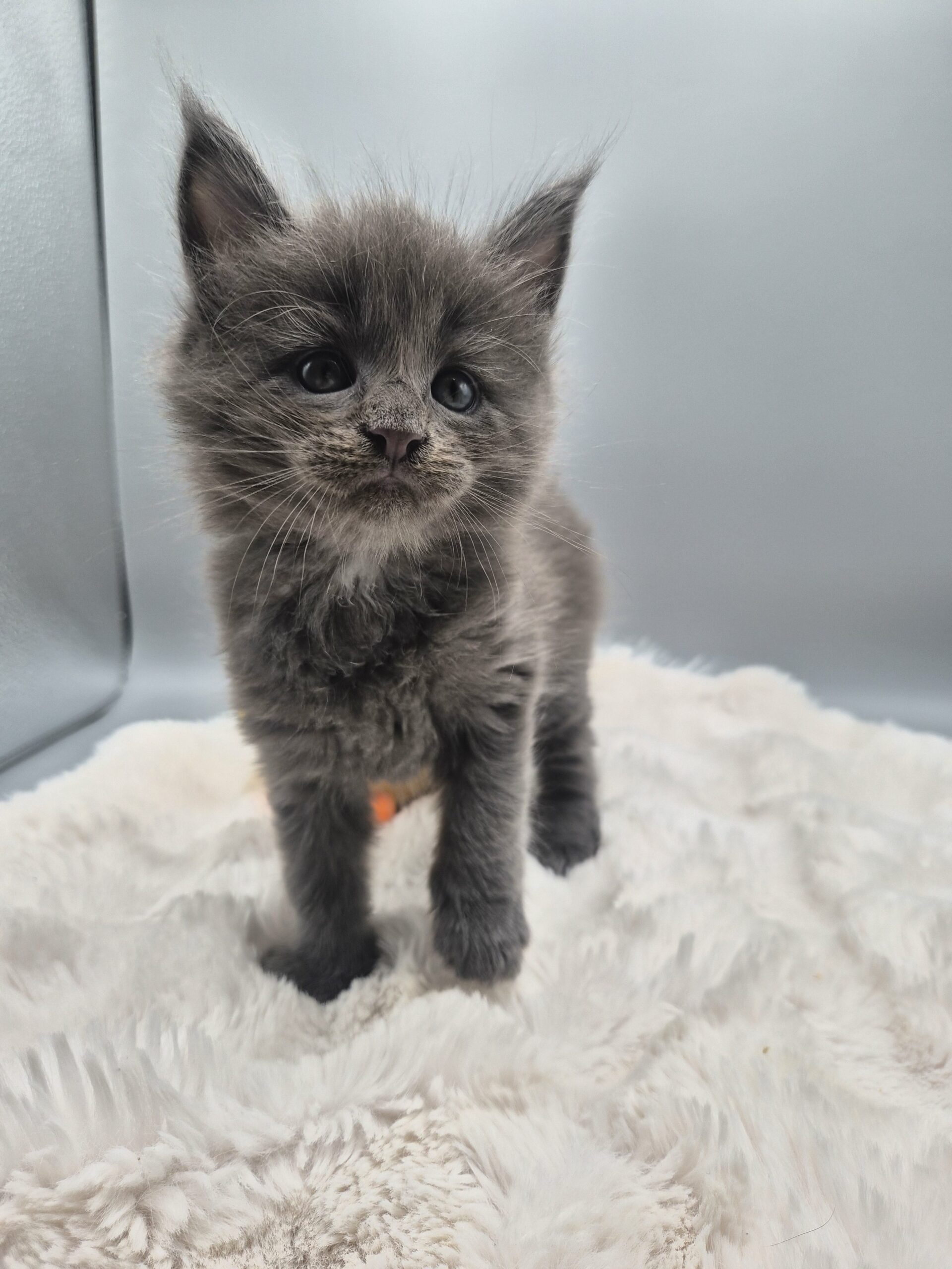 Mâle B – chaton bleu