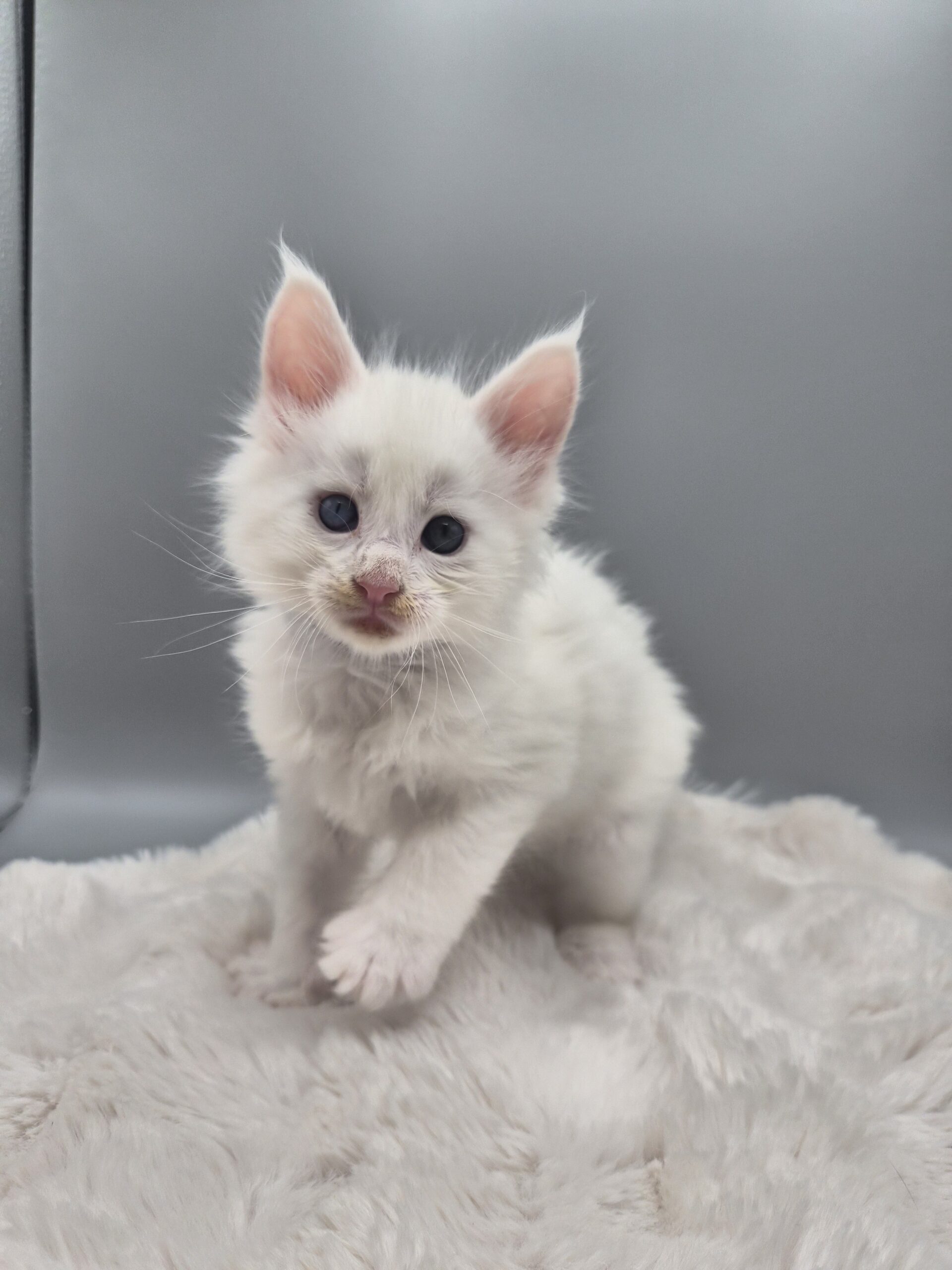 Mâle B – chaton blanc yeux impairs
