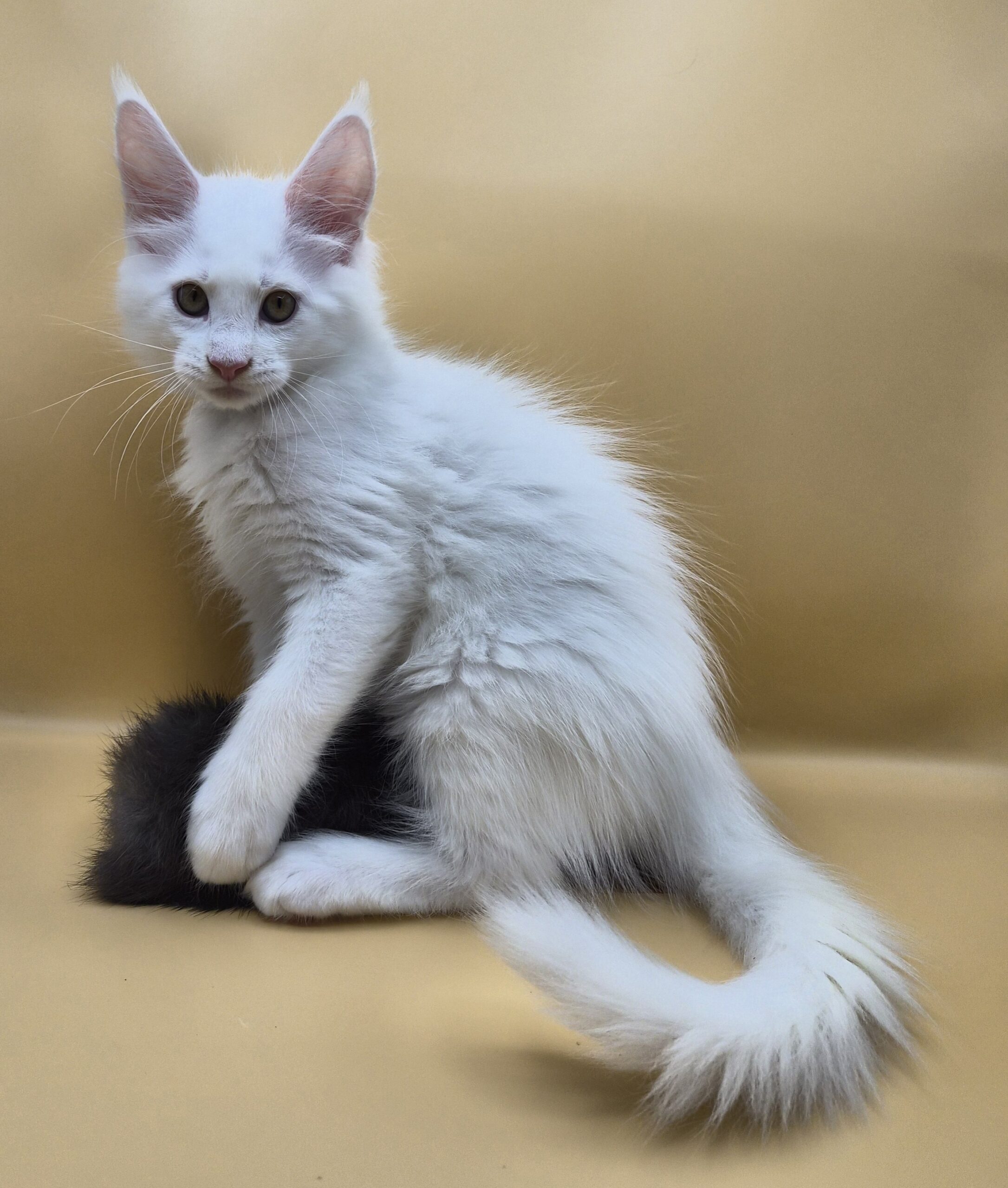 Black – Chaton Blanc