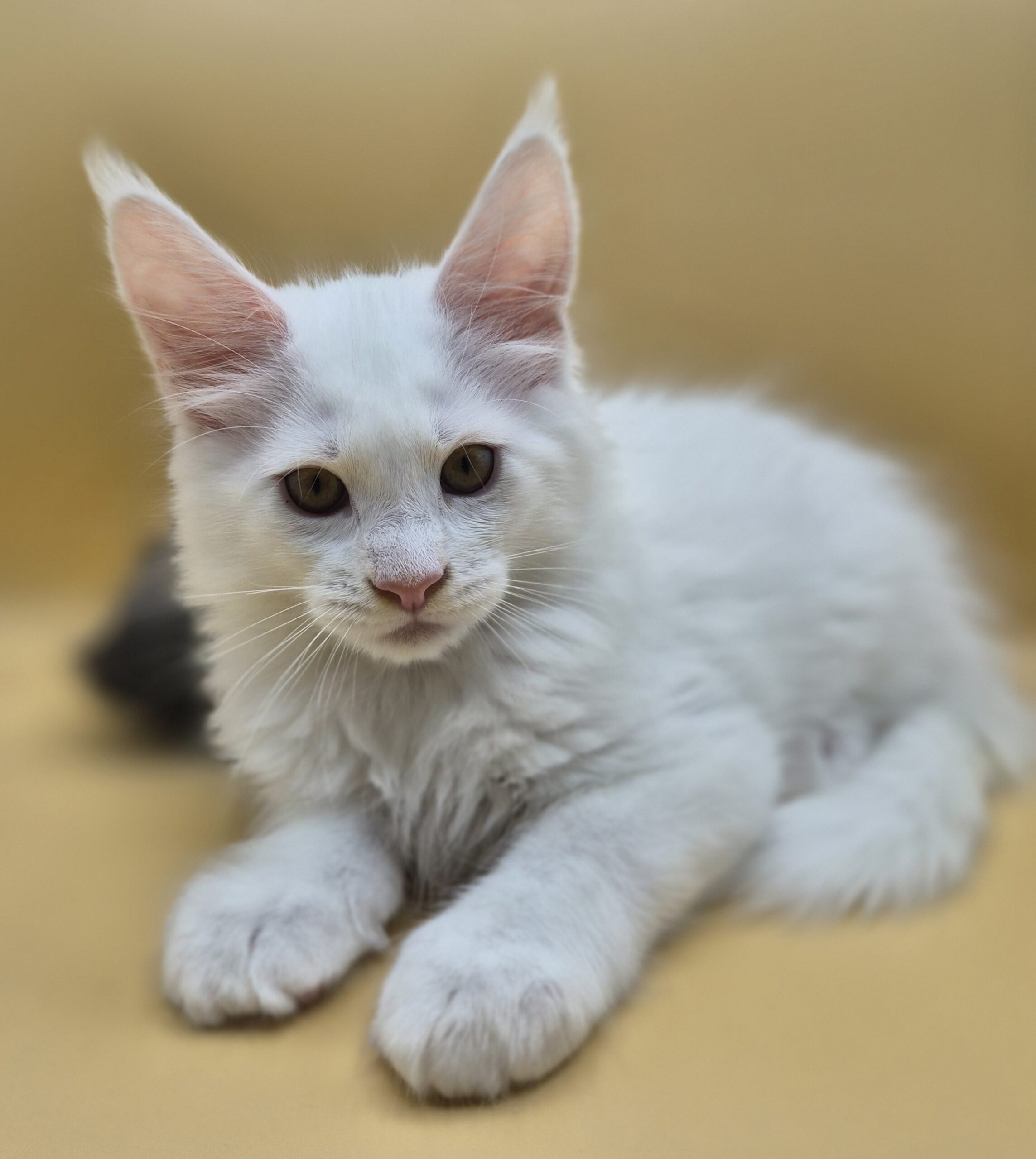 Black - Chaton Blanc