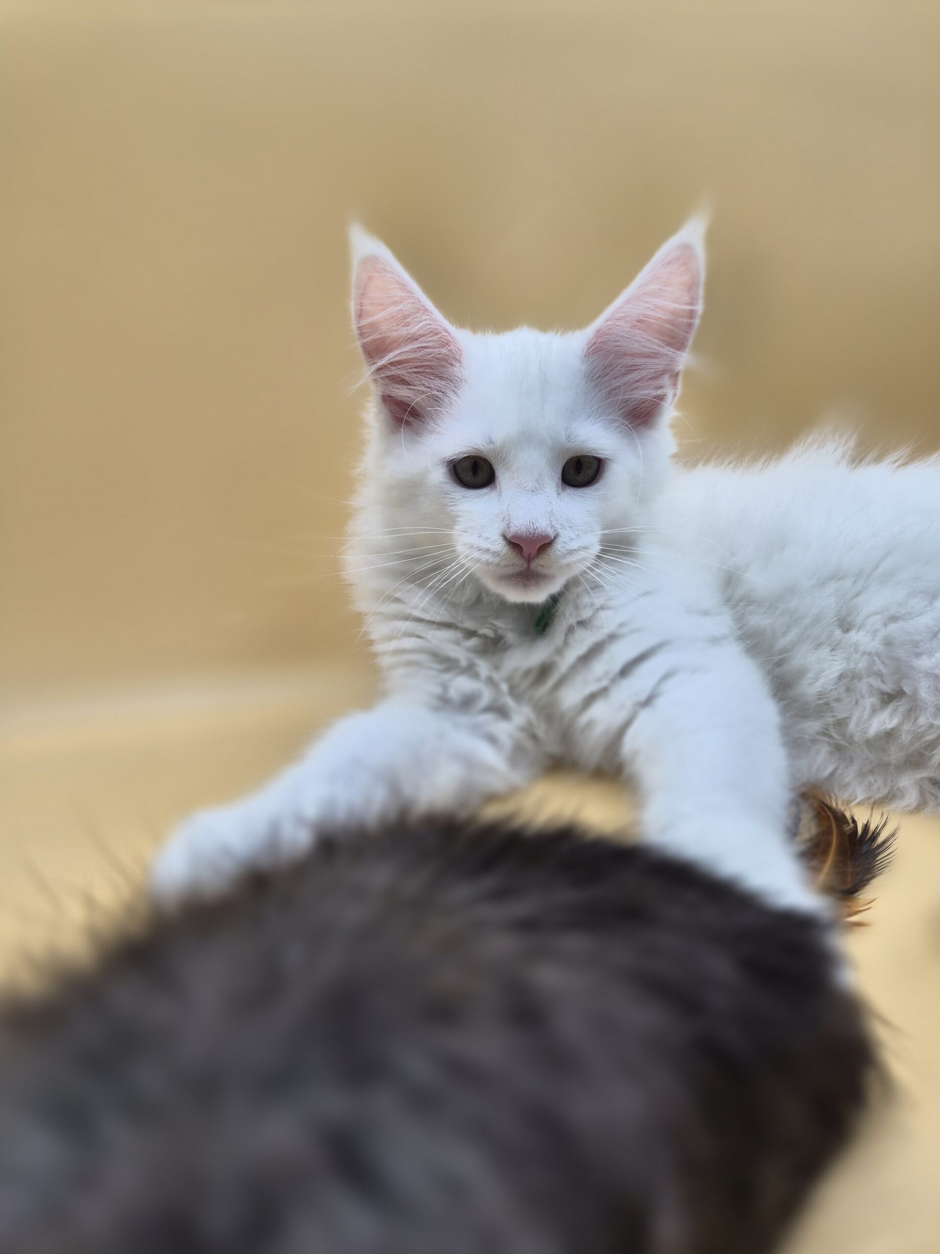 Byaku – Chaton Blanc