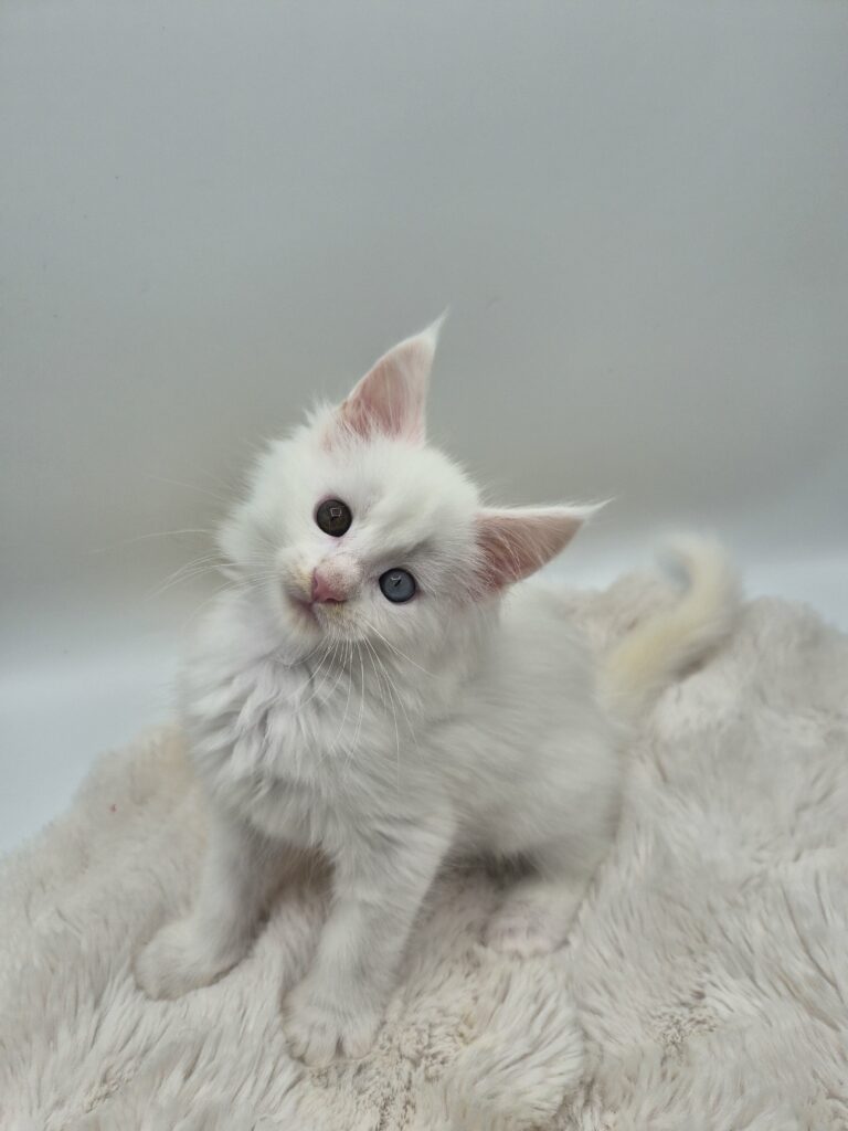 Femelle B - Chatonne Blanche yeux impairs