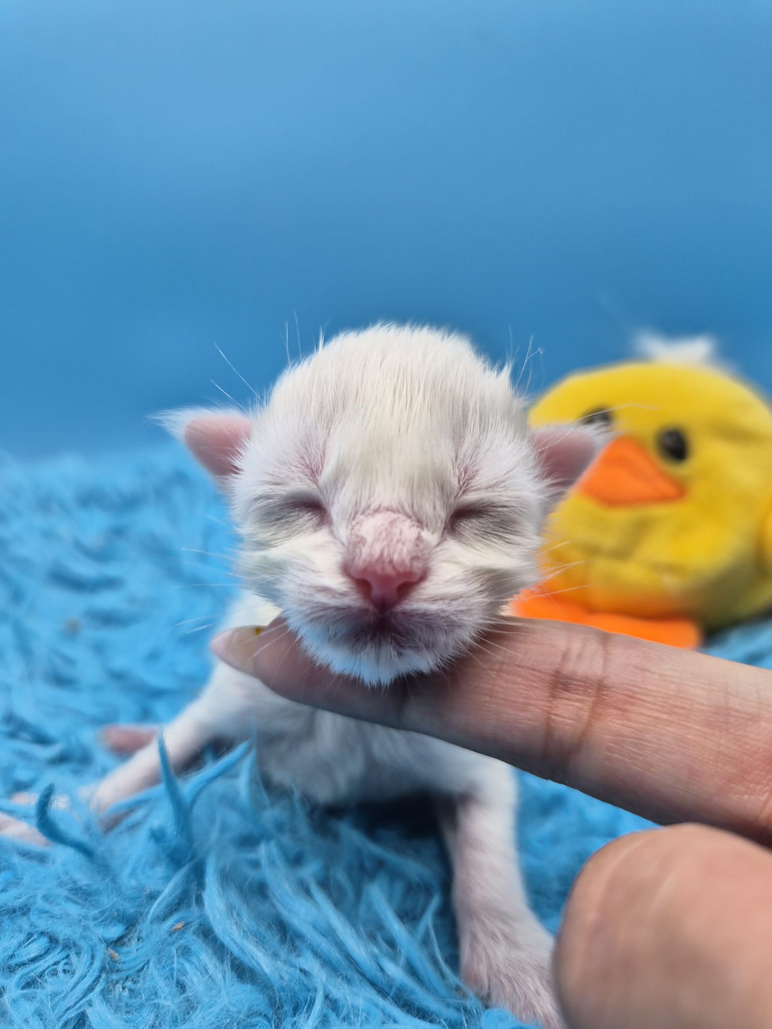 Beryl – Chaton Mâle