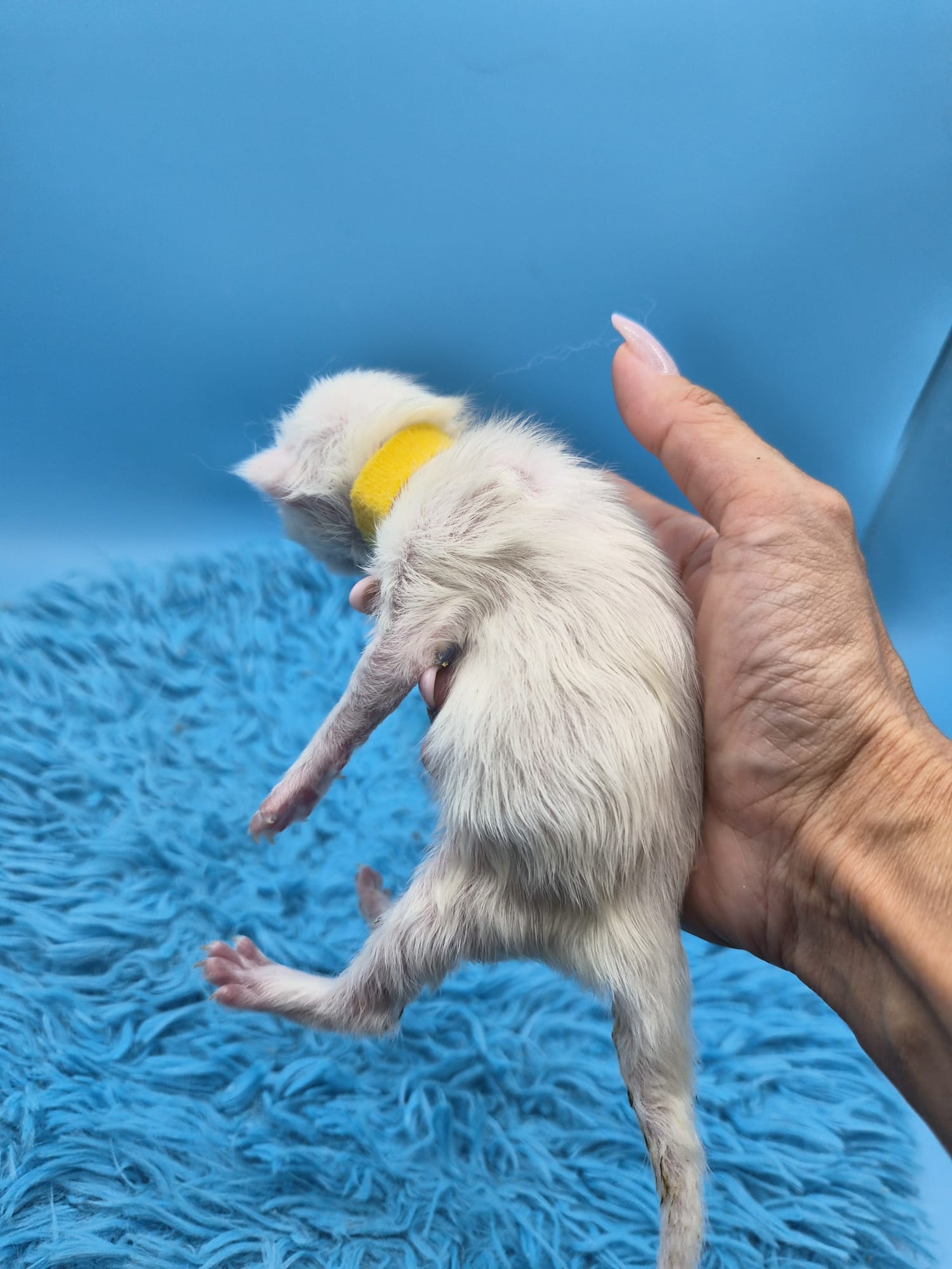 Beryl – Chaton Mâle