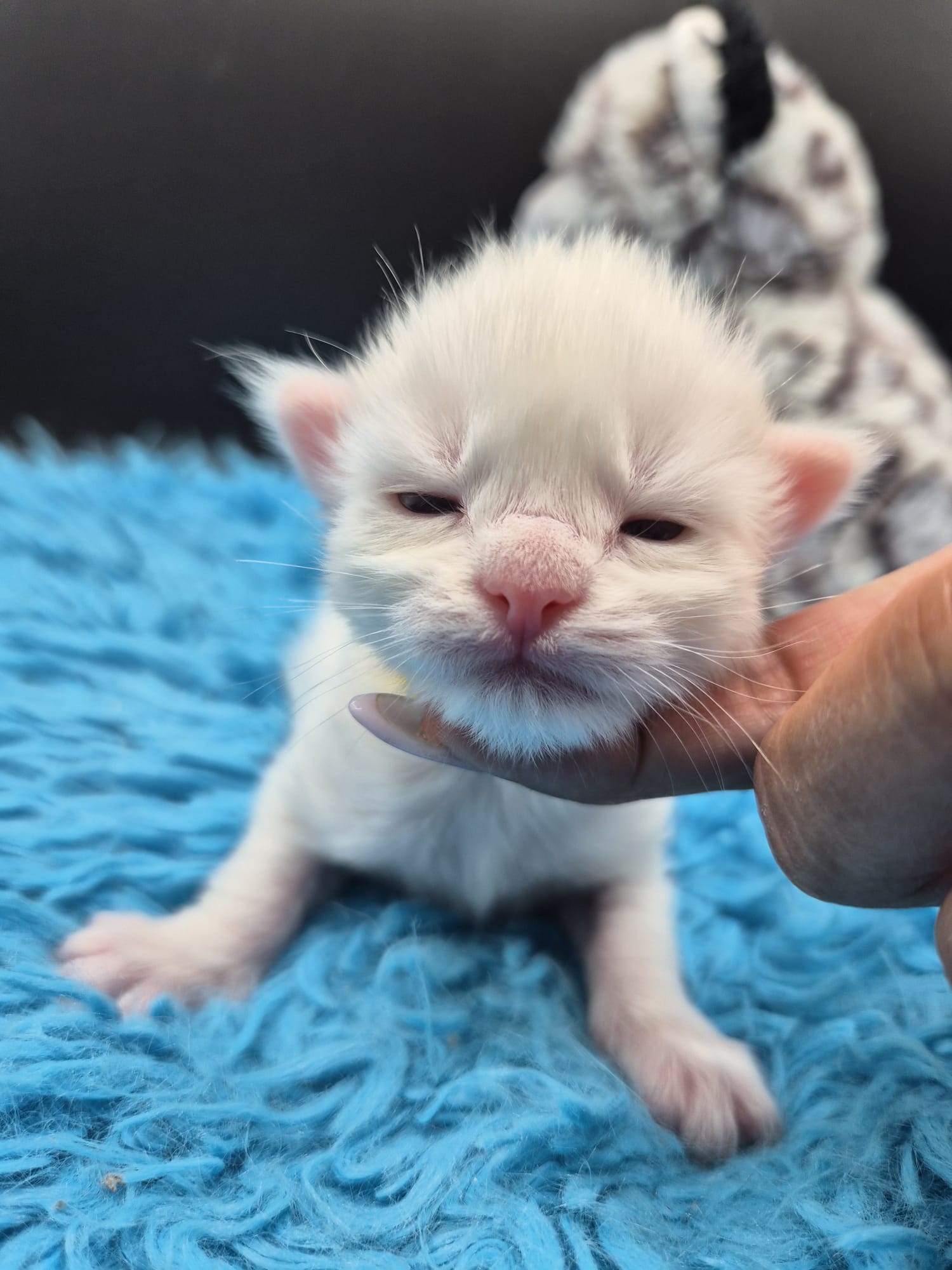 Beryl – Chaton Mâle