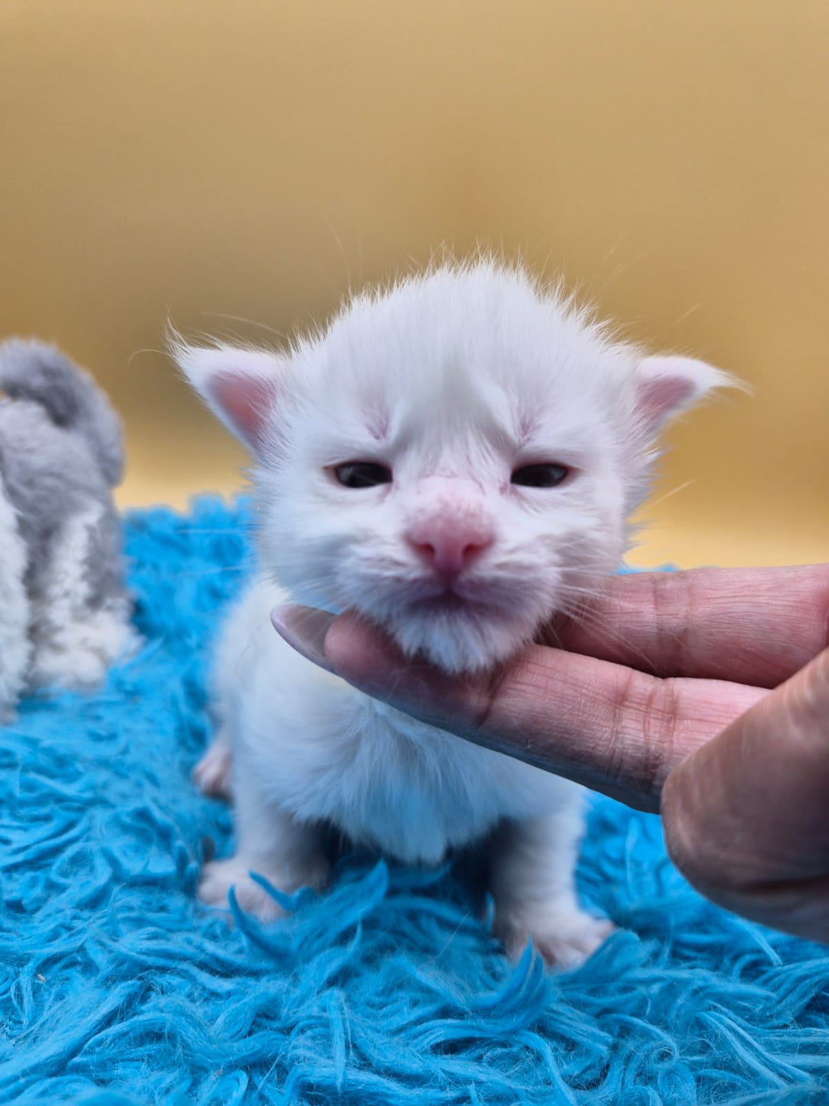 Beryl – Chaton Mâle