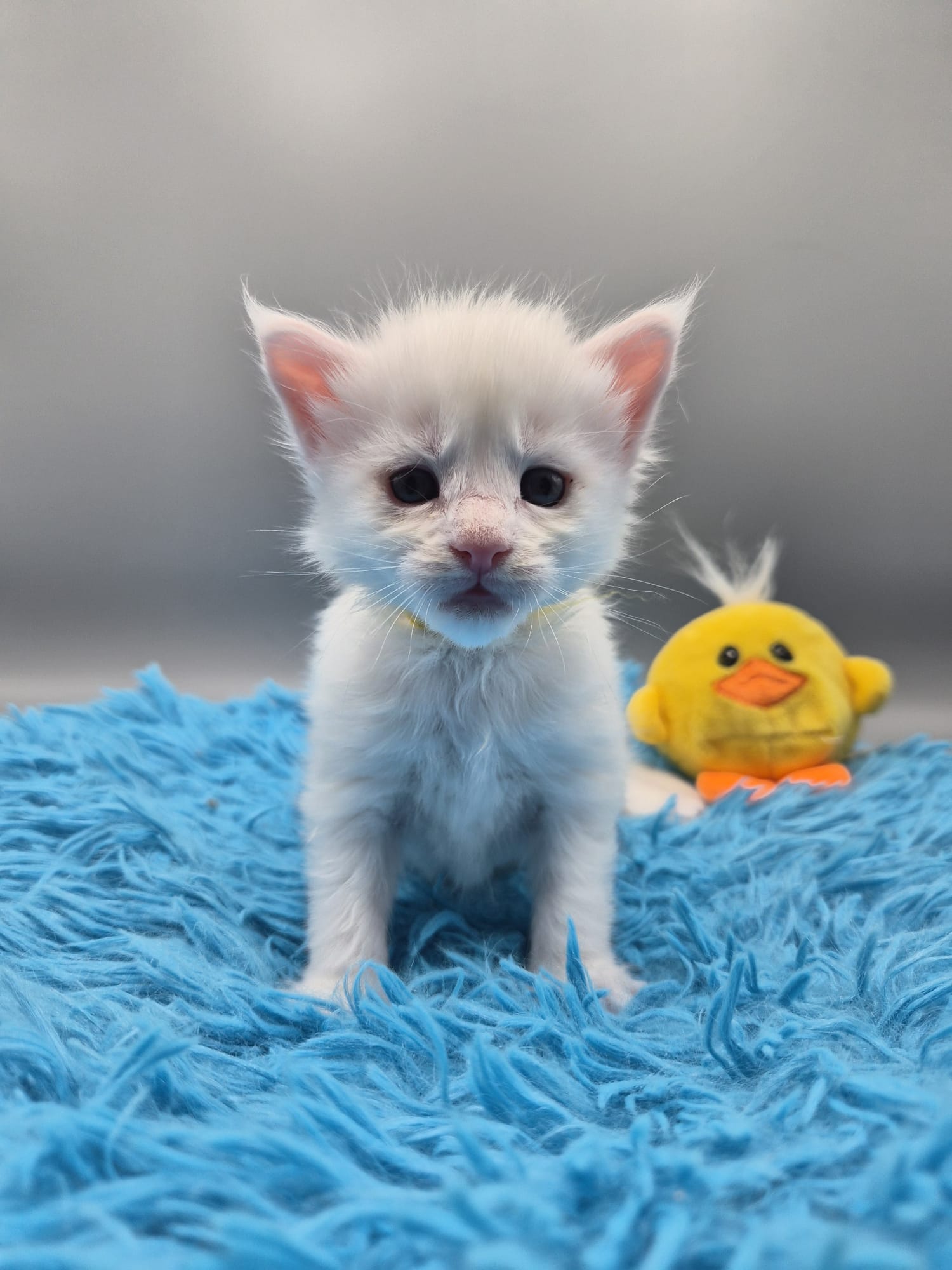 Beryl – Chaton Mâle