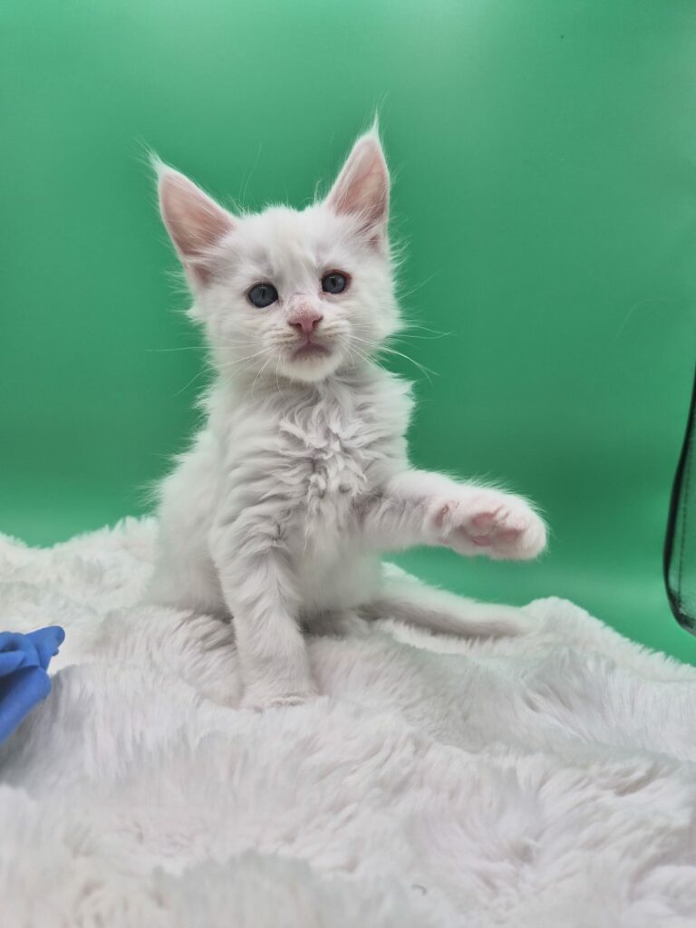 Beryl - Chaton Mâle