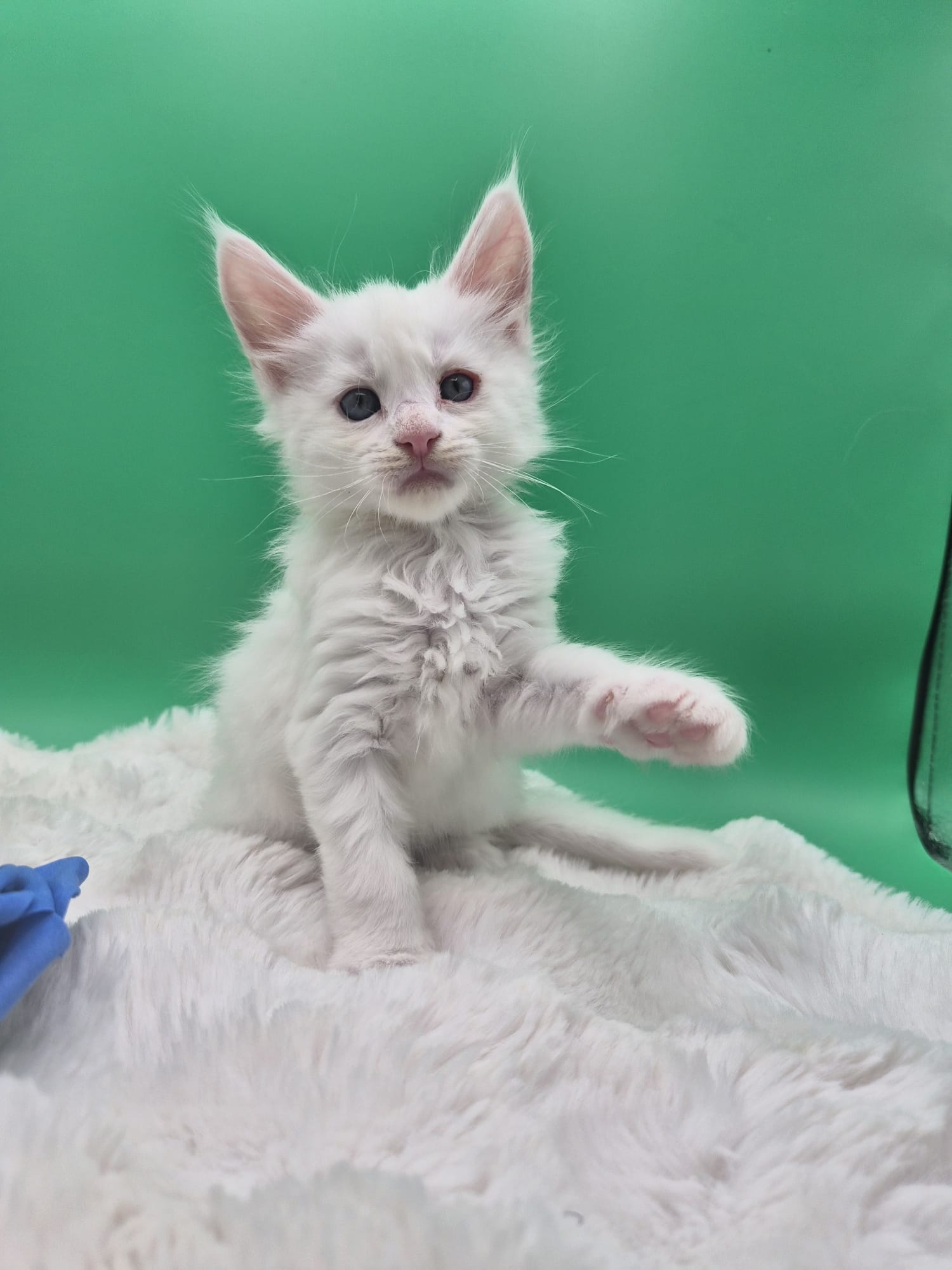 Beryl - Chaton Mâle
