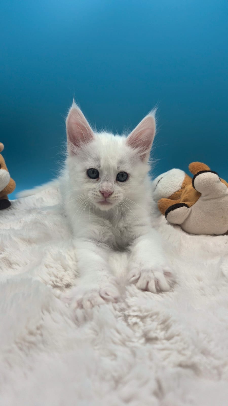 Beryl – Chaton Mâle