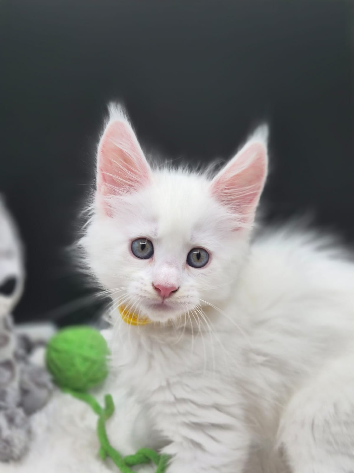 Beryl – Chaton Mâle